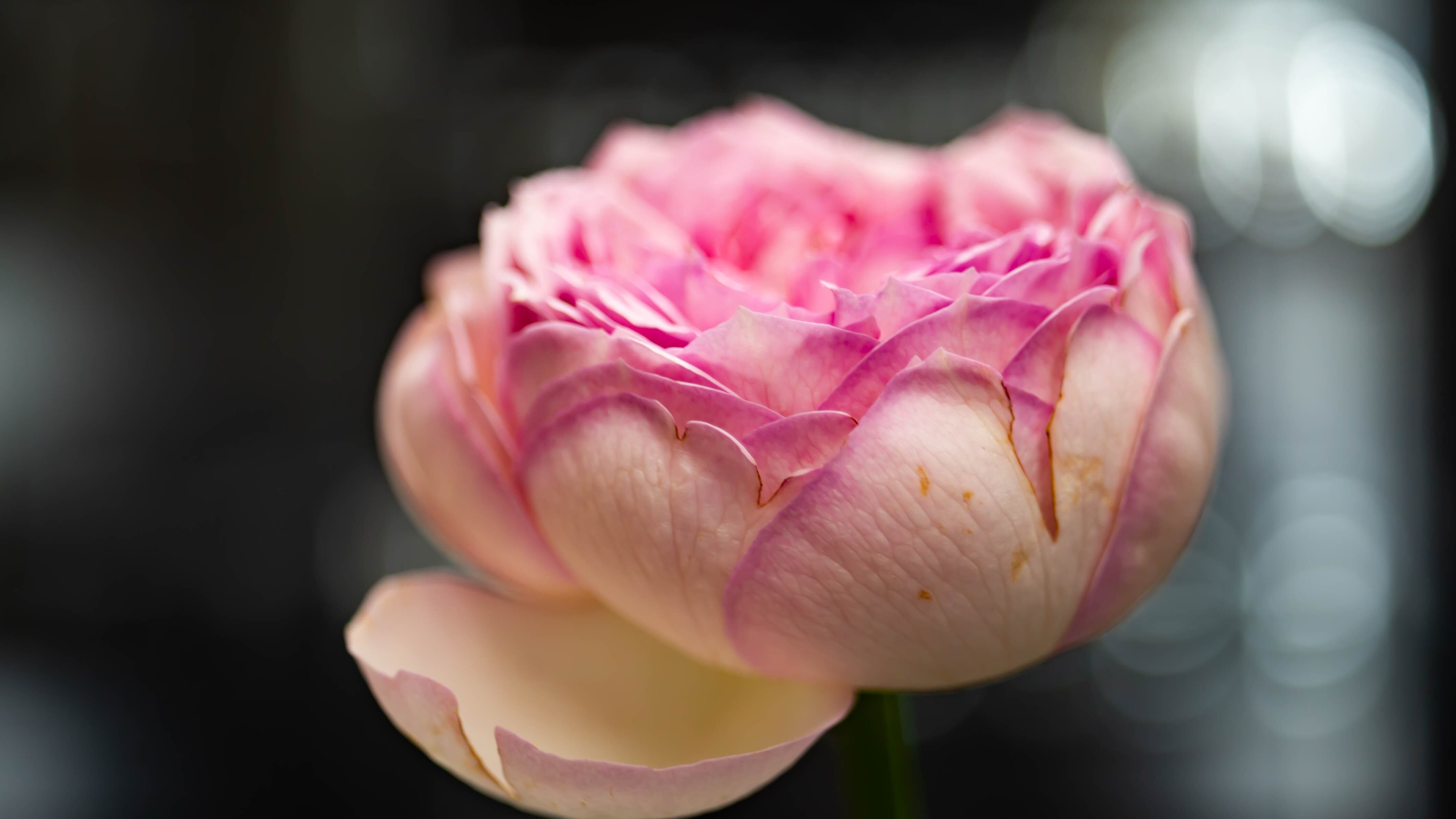 KONICA Macro-HEXANON AR 55mmF3.5 | Pay ID