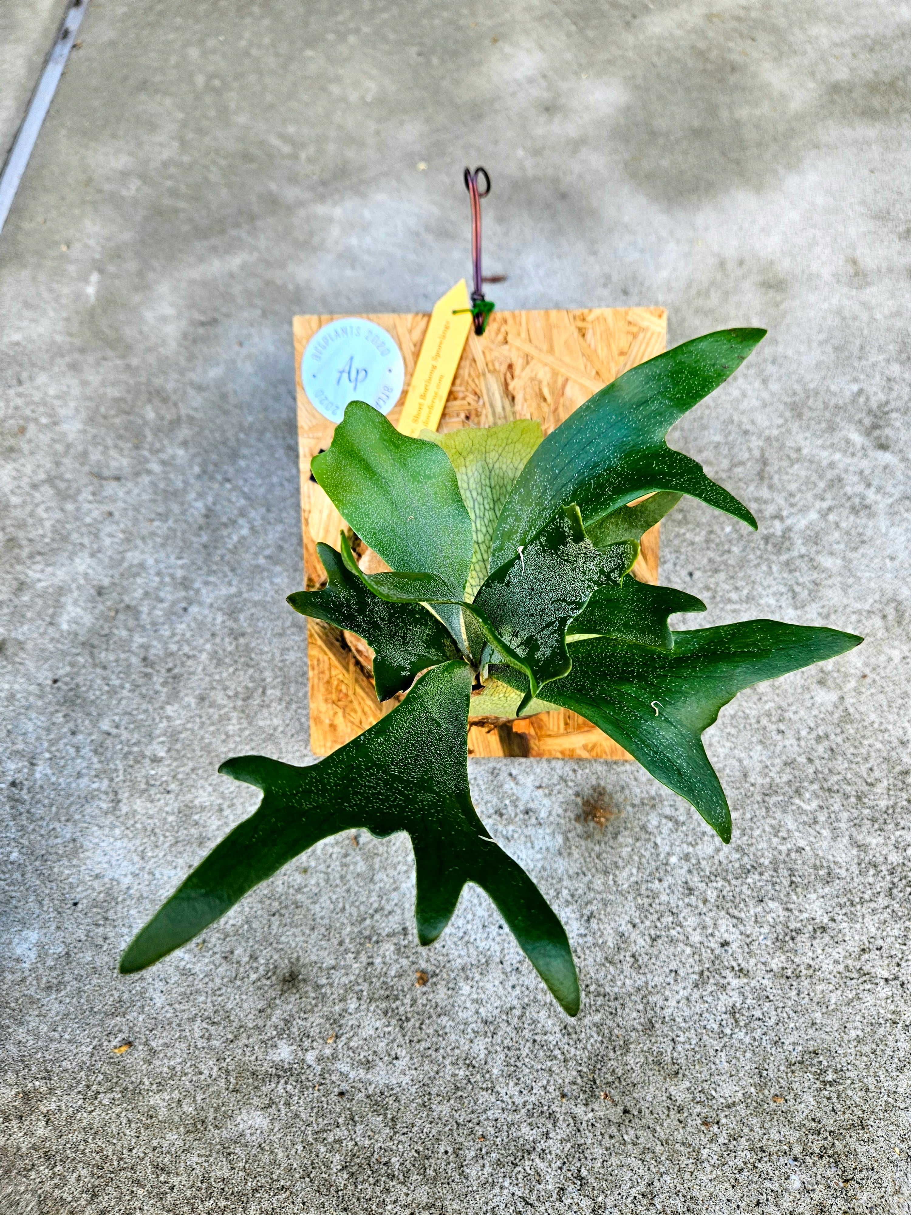 P.Bifurcatum cv. Short Borthong Sporelings【artPLANTs】ビカクシダ