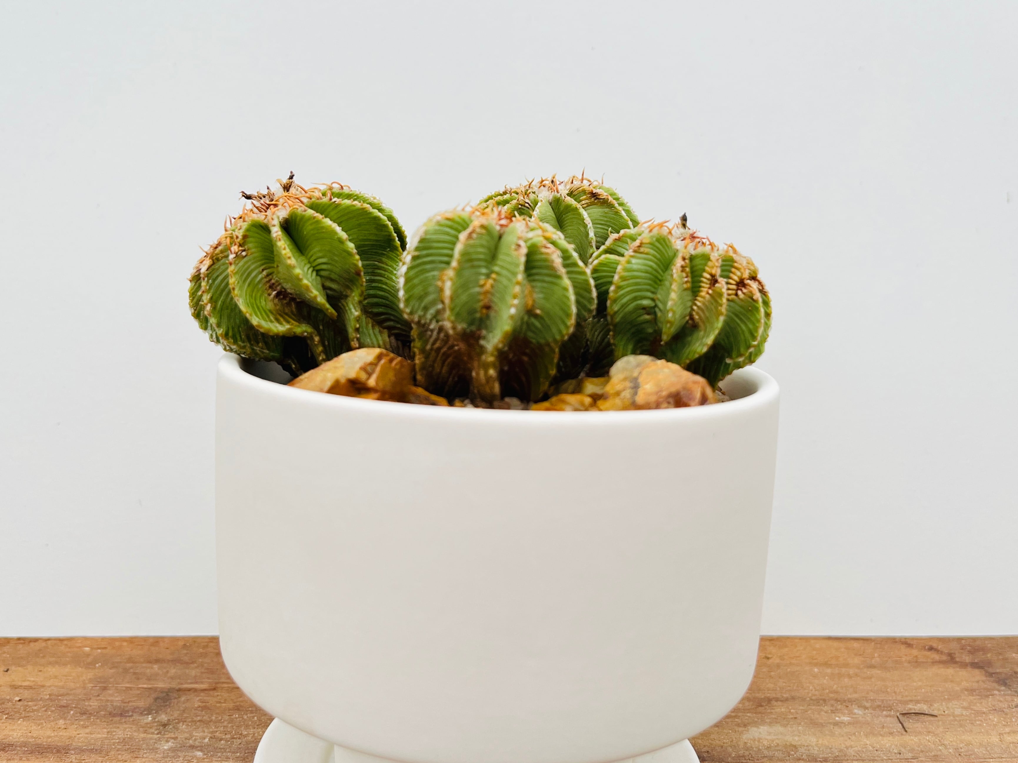 Aztekium hintonii アズテキウム ヒントニー サボテン | plants MARU