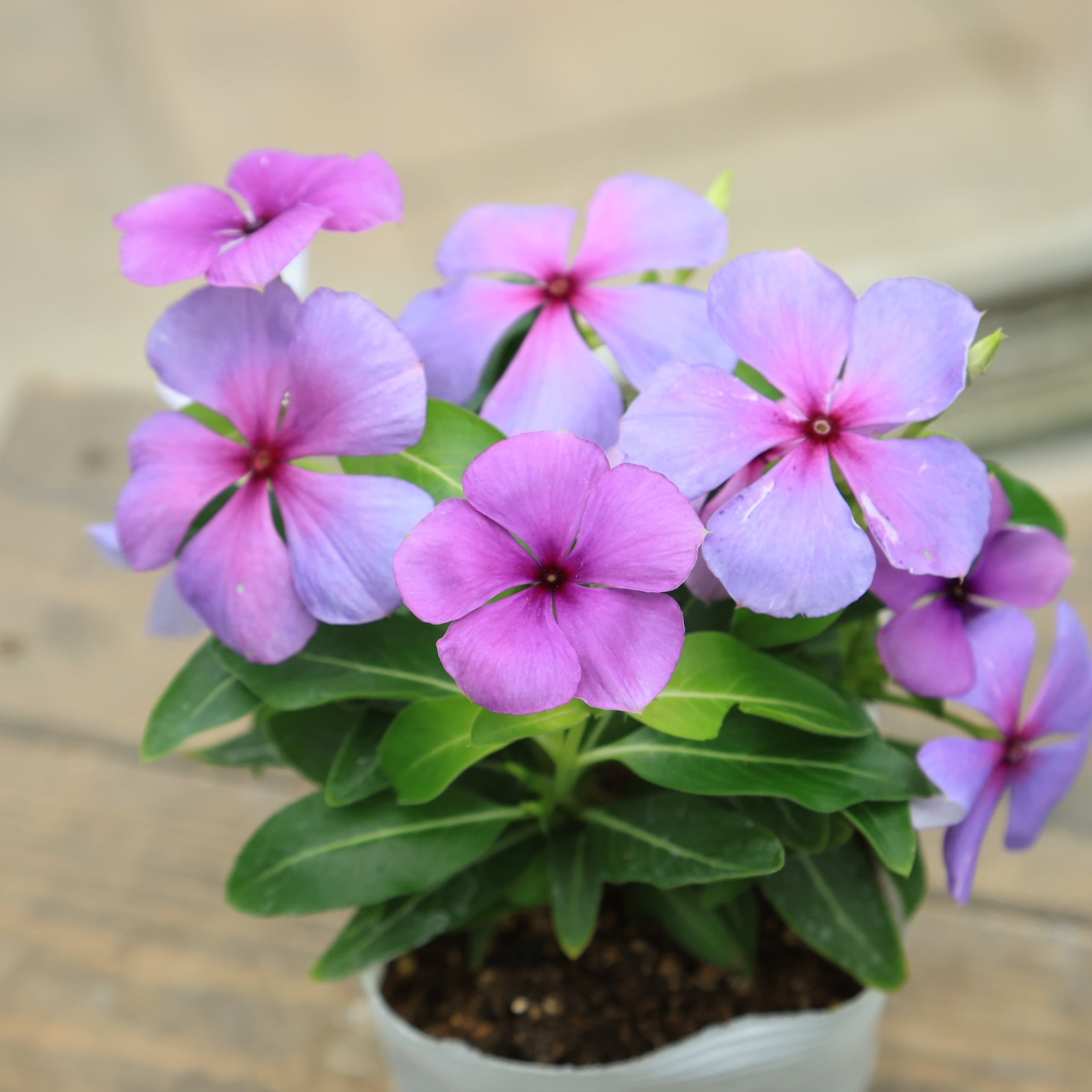 花入5】備前5(十文字口 耳付)松園 高さ24㎝ 北島園芸さん