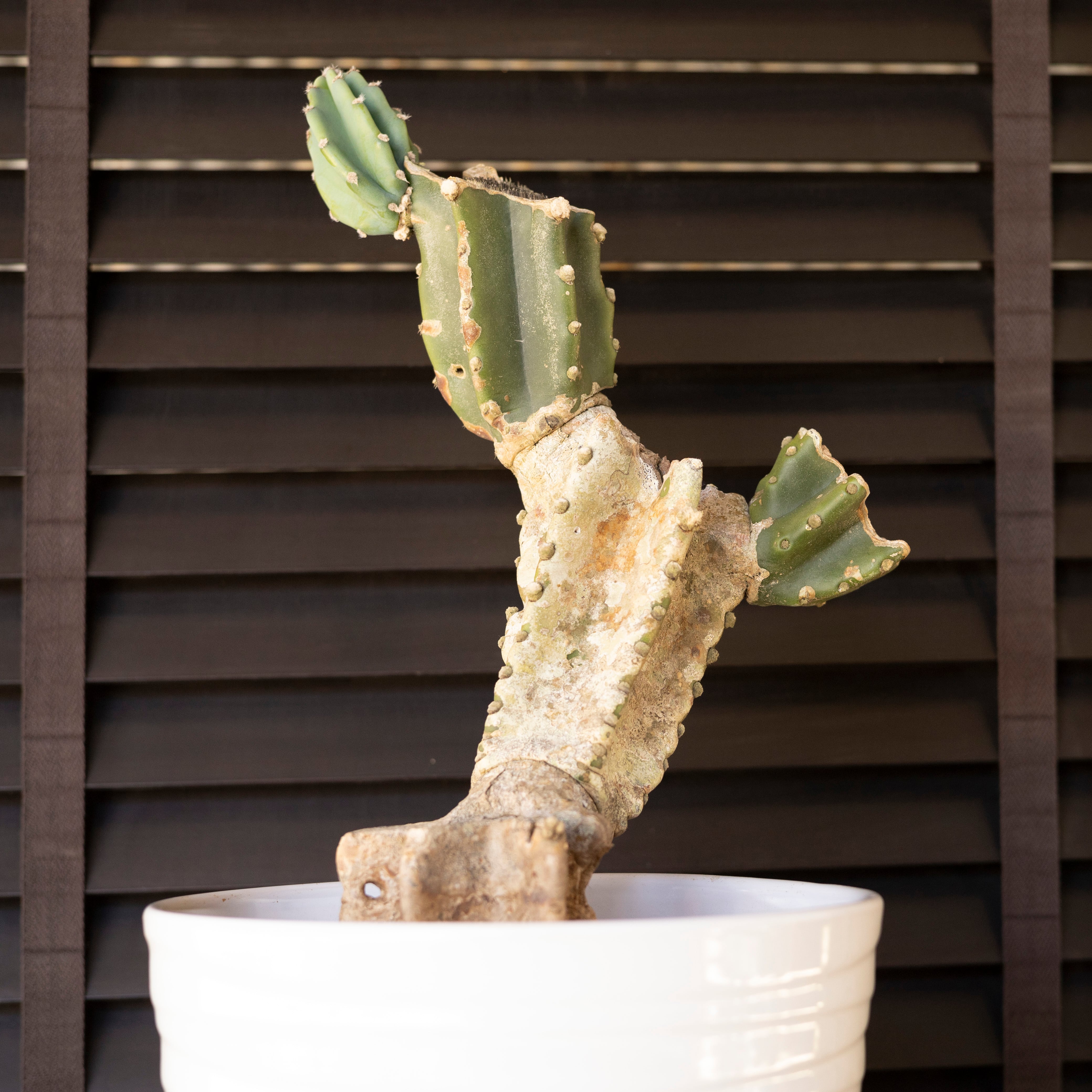 柱サボテン ブランチ 鬼面角 8号 陶器鉢 石化サボテン セレウス 観葉