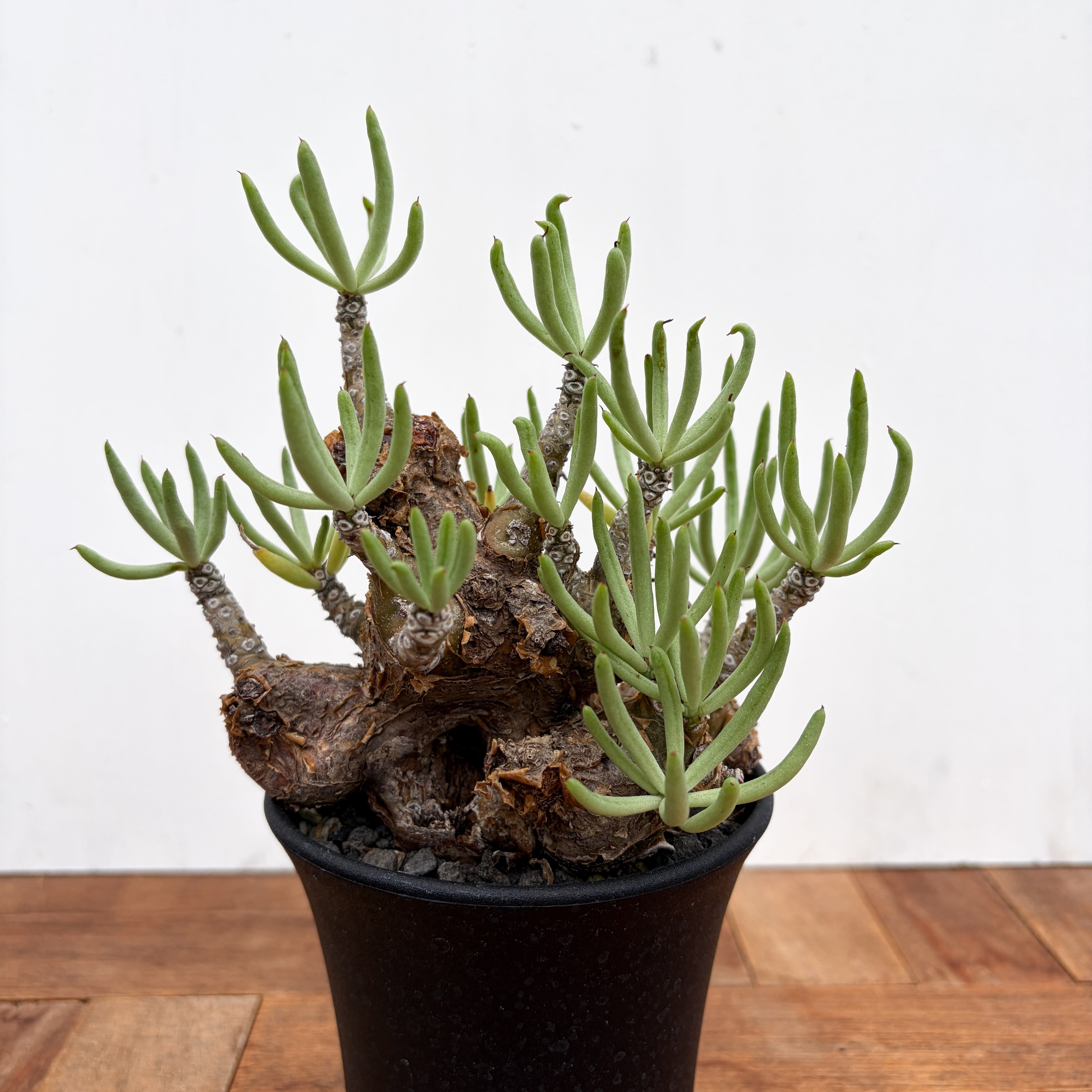 Tylecodon pearsonii【チレコドン・ペアルソニー】 | RIMO'S GREEN