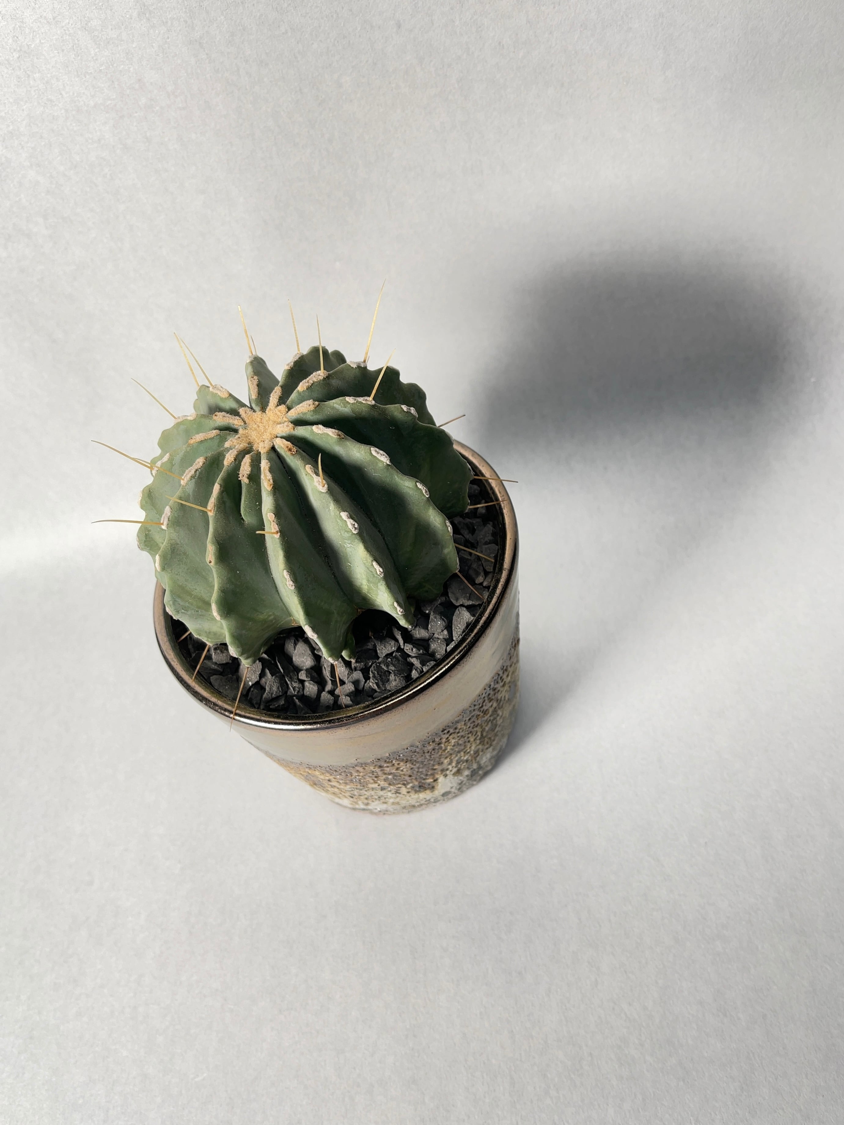 フェロカクタス・刺無王冠竜 | trigger