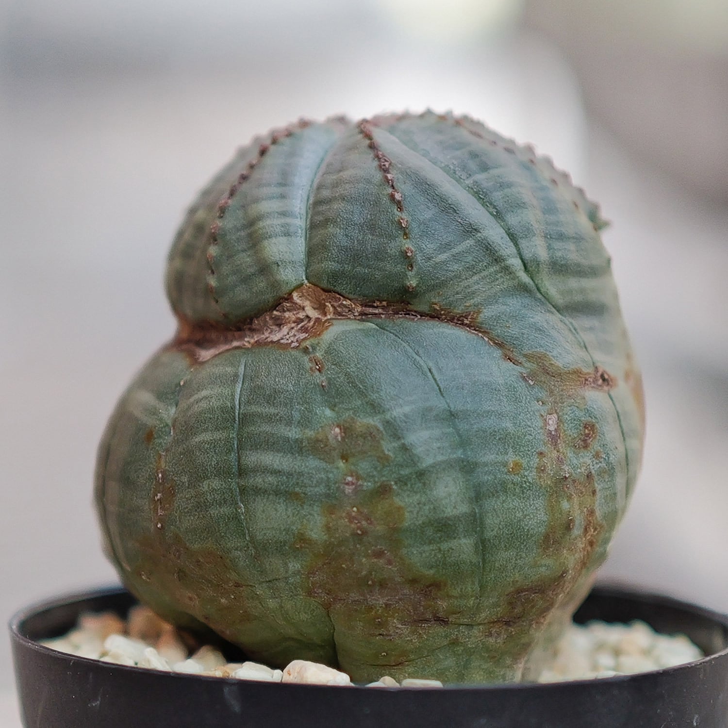 異型 モンスト オベサ / ユーフォルビア | LIGHTHOUSE.PLANTS - 海外