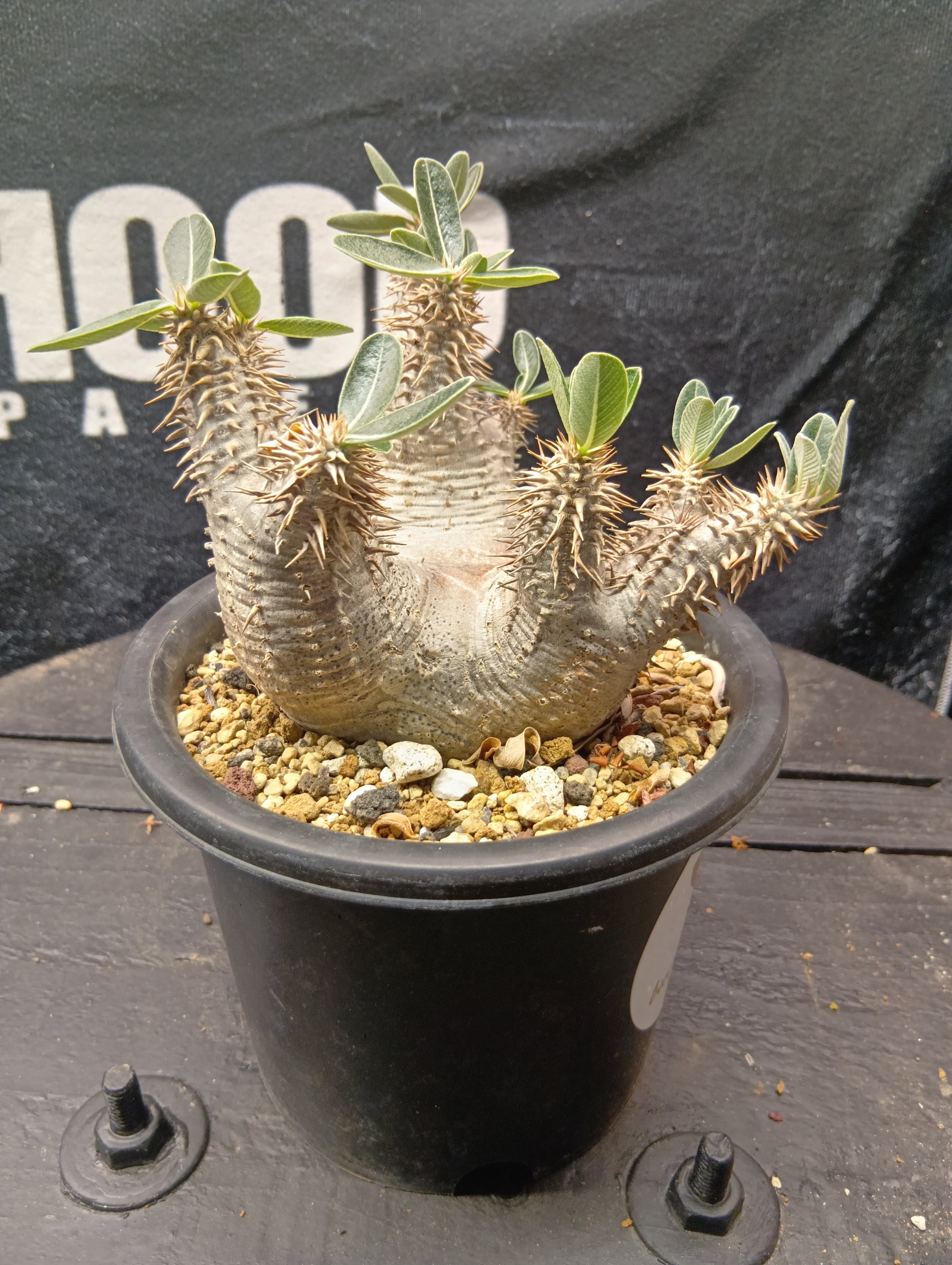 パキポディウム デンシフローラム 現地球 | Buenaplant