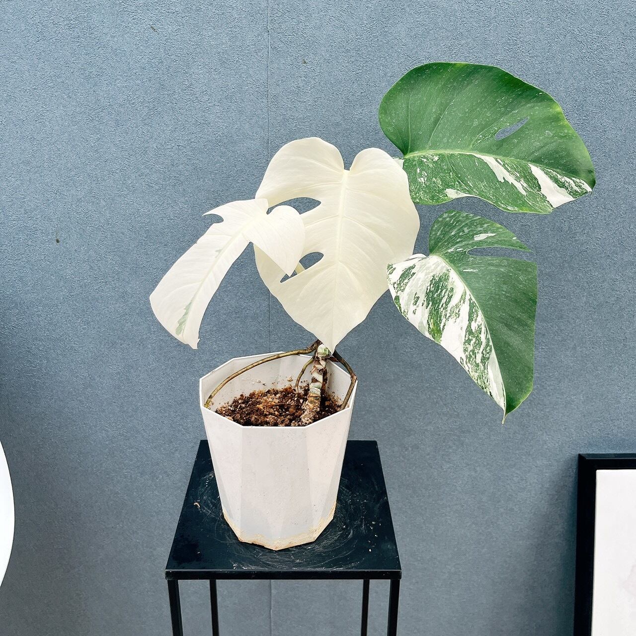 現品］97番 フィカス ベンガレンシス 曲がり 8号 観葉植物 室内 大型