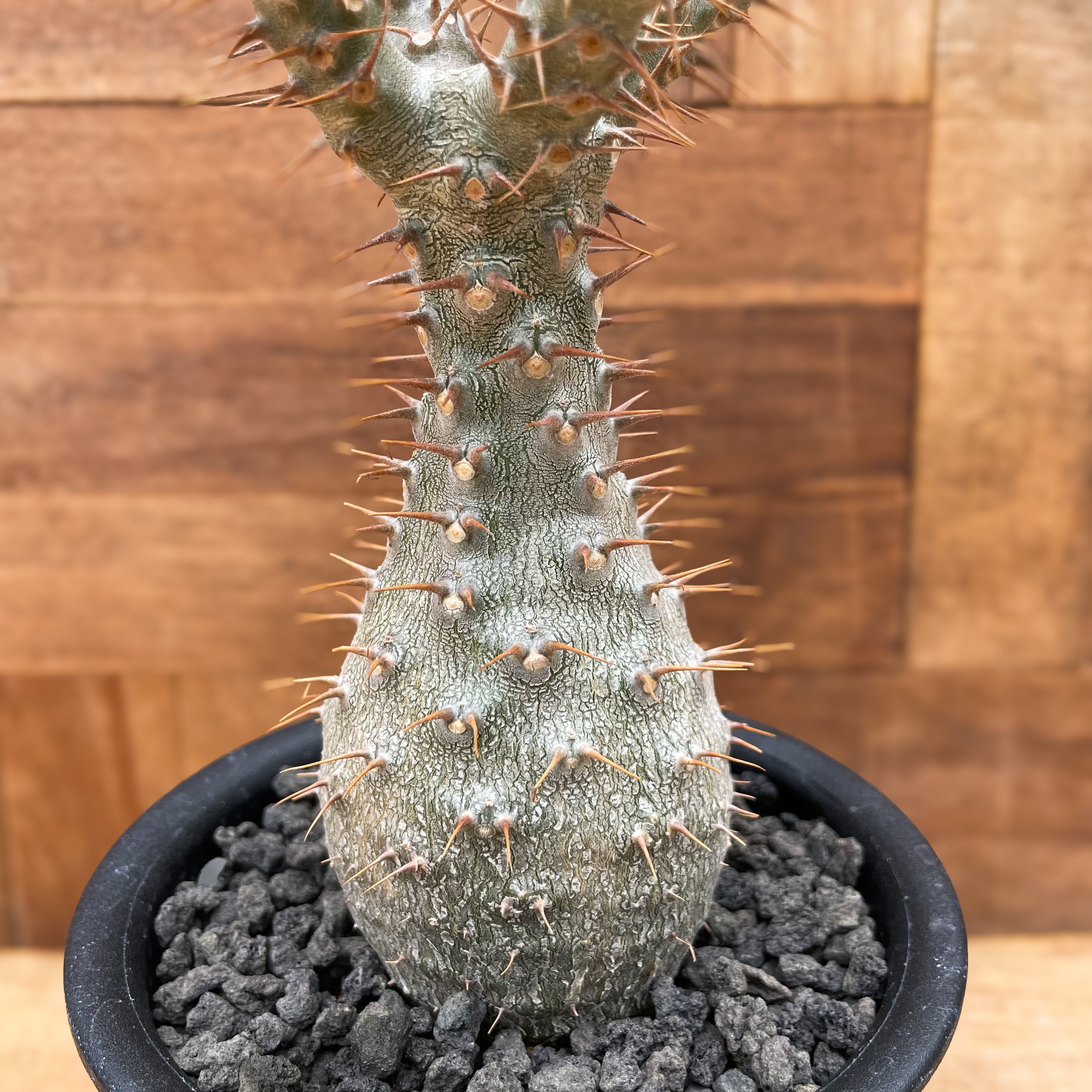 休眠中】パキポディウム・グラキリス 現地球 VALIEM⑥ 休眠中