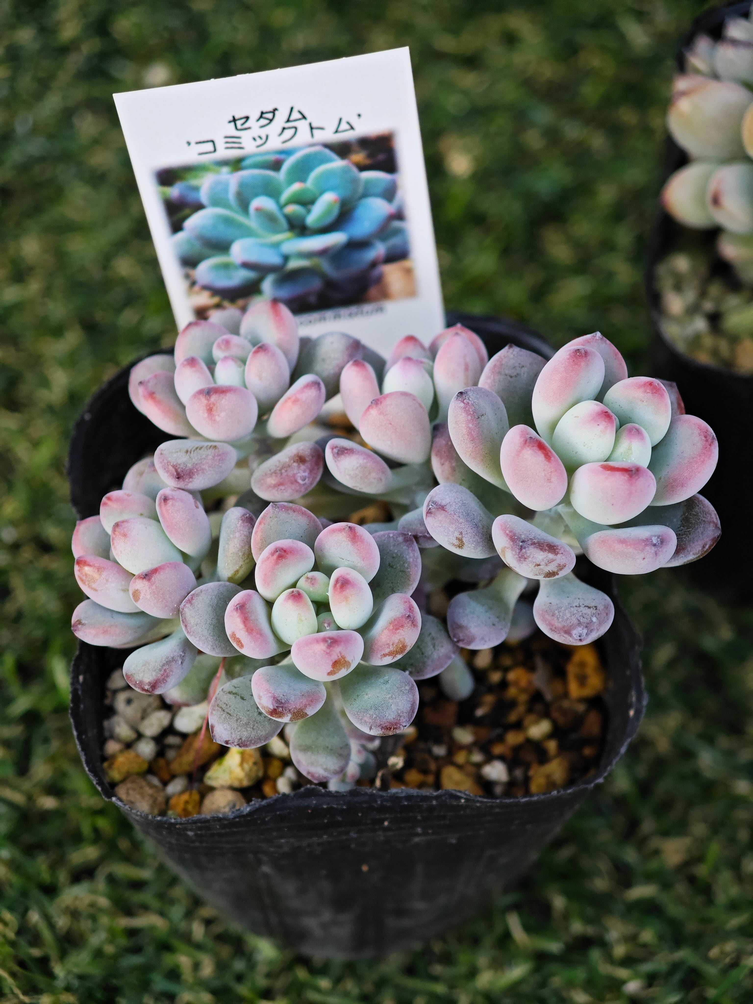 つぶつぶ多肉5セット | MFCshop