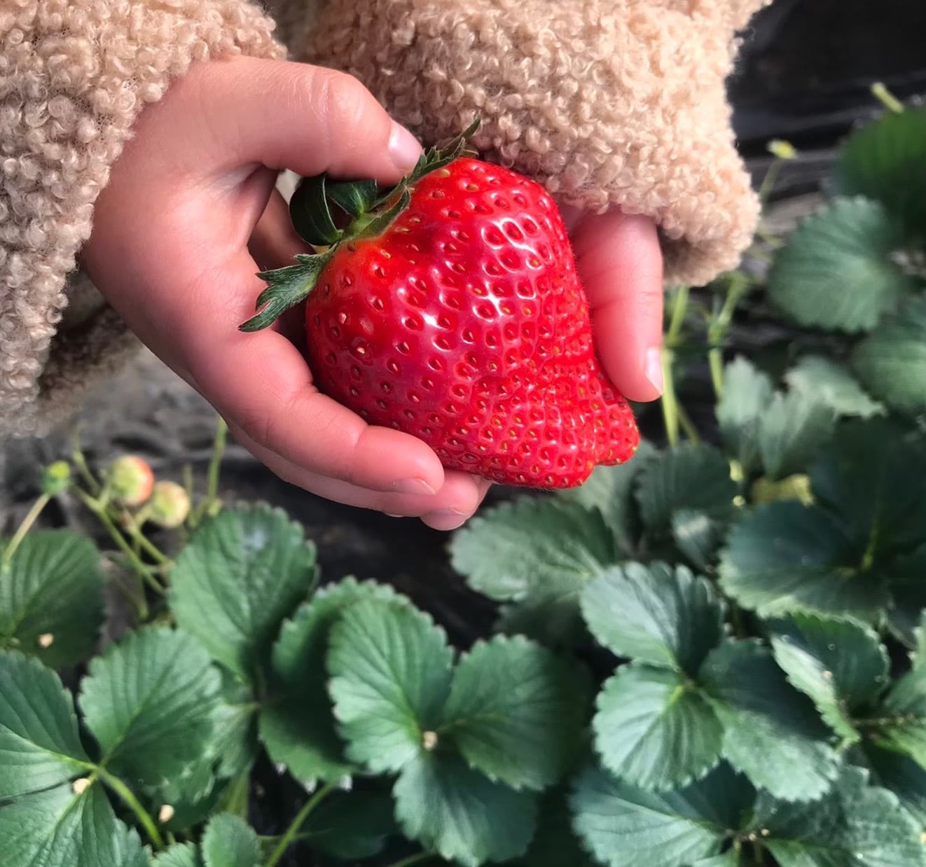 朝どり】茨城県産やよいひめ| 特選15玉 | 2パック1箱 | 茨城県産朝採れ