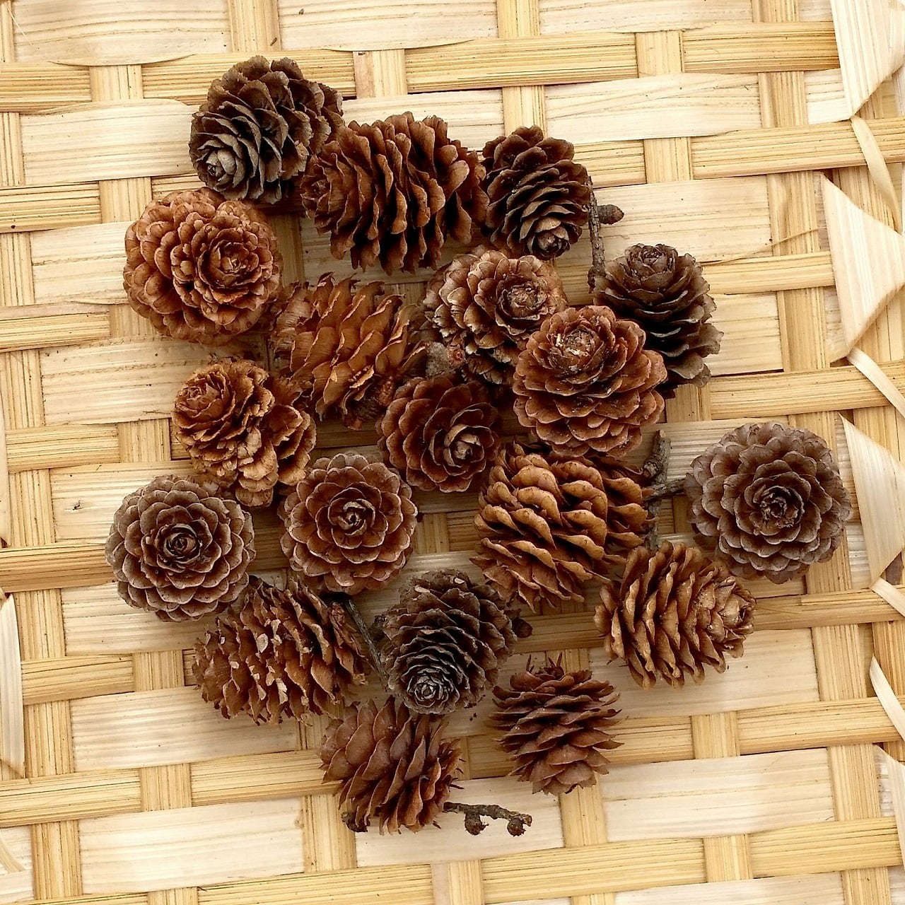 カラマツの松ぼっくり 20個 | 木の実通販の shop.木の実