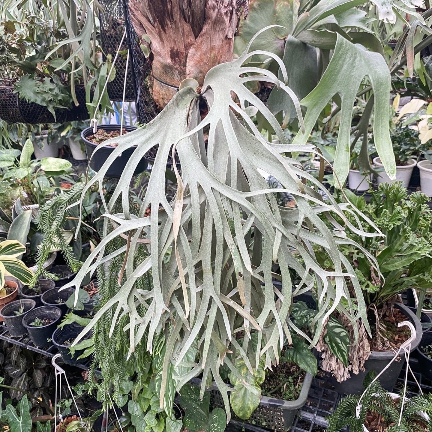 willinckii tsukiyo ビカクシダ