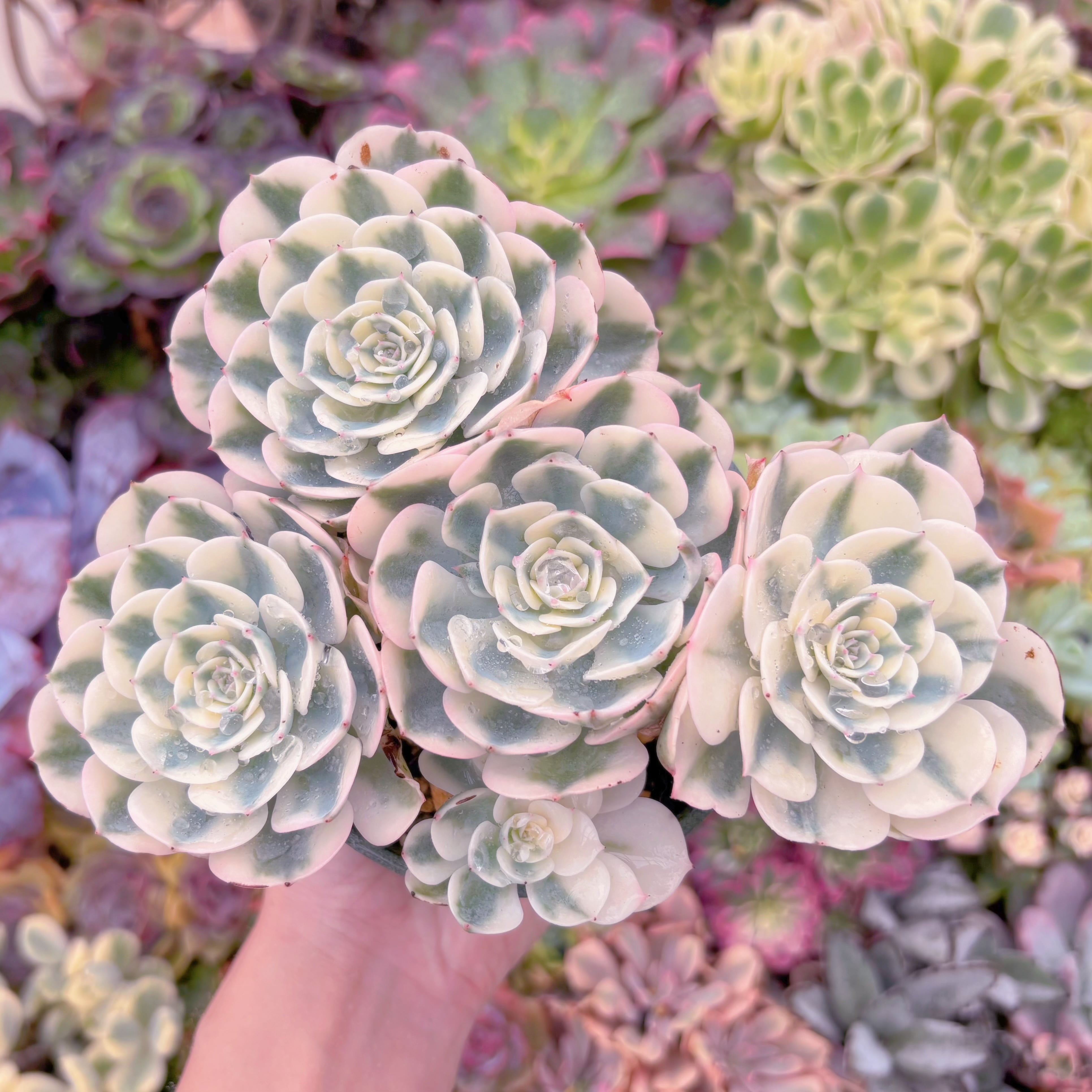 現品 ルノーディーン錦 #005 大群生 新入荷 るる農園 | るる農園~多肉