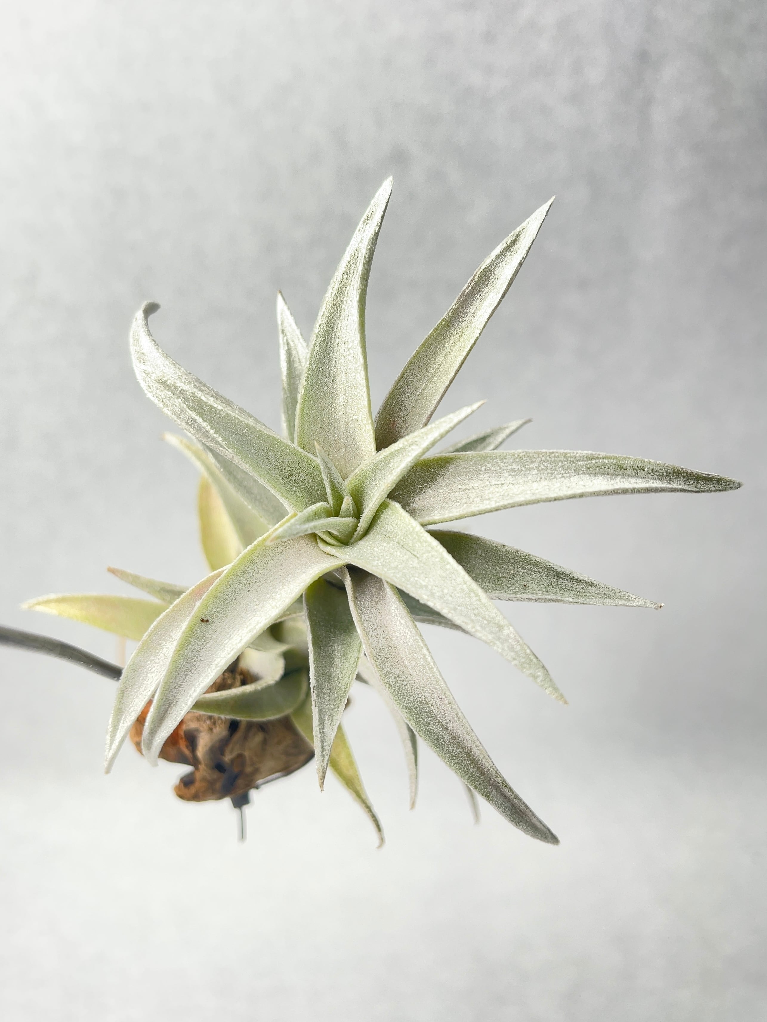 ティランジア・エディシアエ・シルバーフォーム | trigger