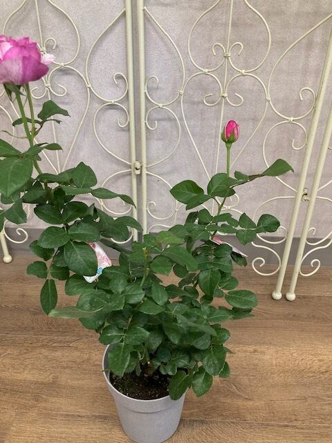 再入荷‼️超希少 奇跡のバラ 強香 バラ カメオ 5寸○四季咲き 絞り