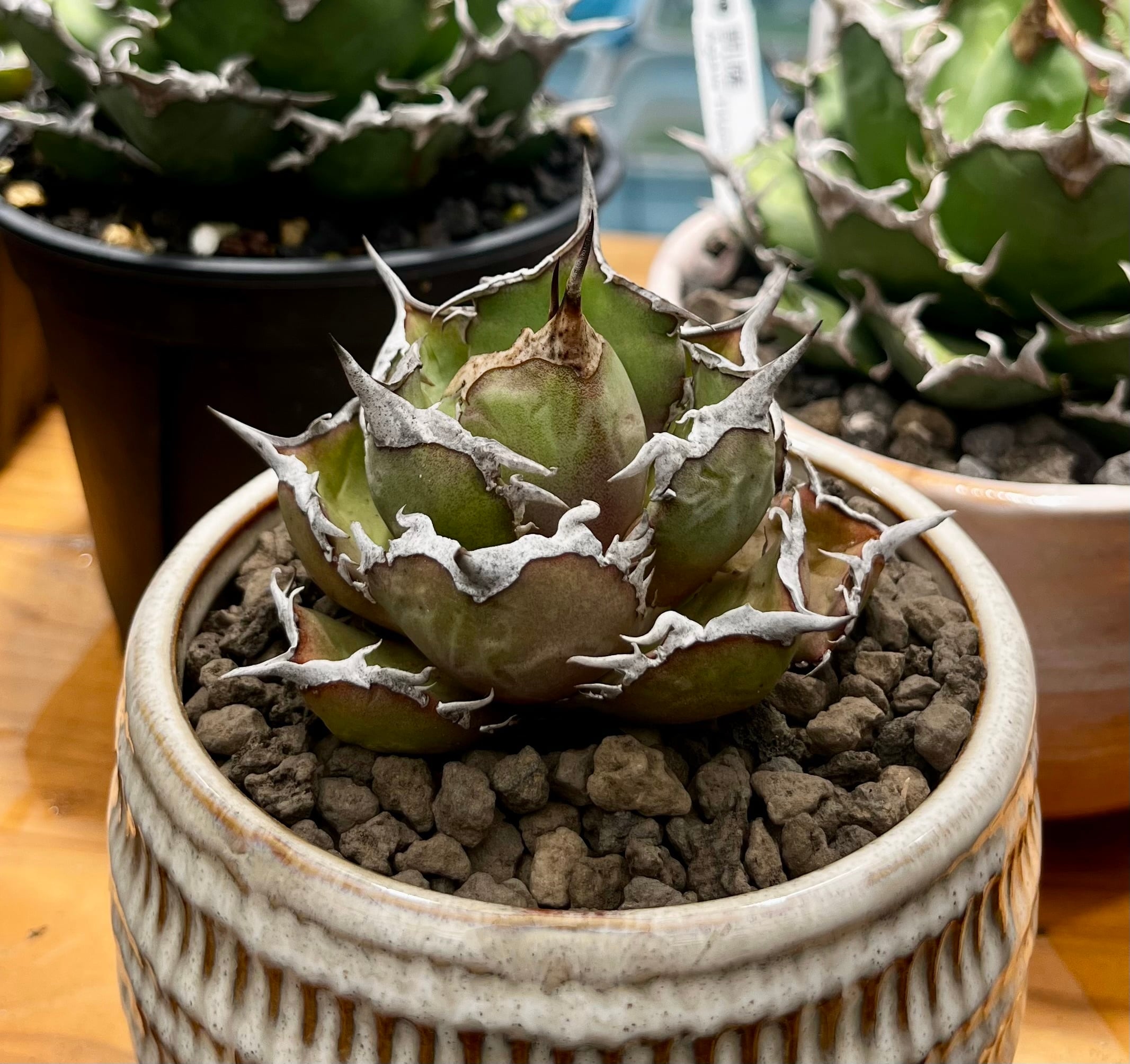 アガベ チタノタ CJ Special アガベ チタノタ CJ Special CJ9 清櫻