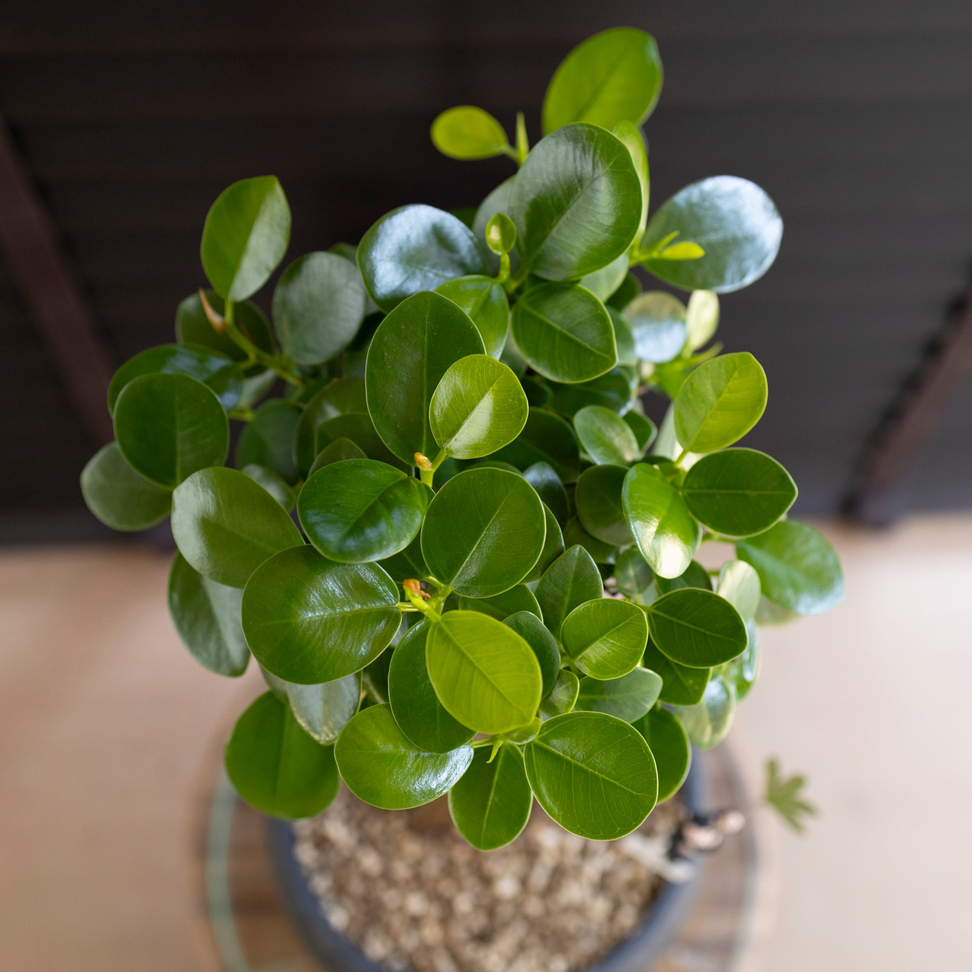 接木 パンダガジュマル斑入り 大苗 パンダガジュマル 斑入り 希少 接木