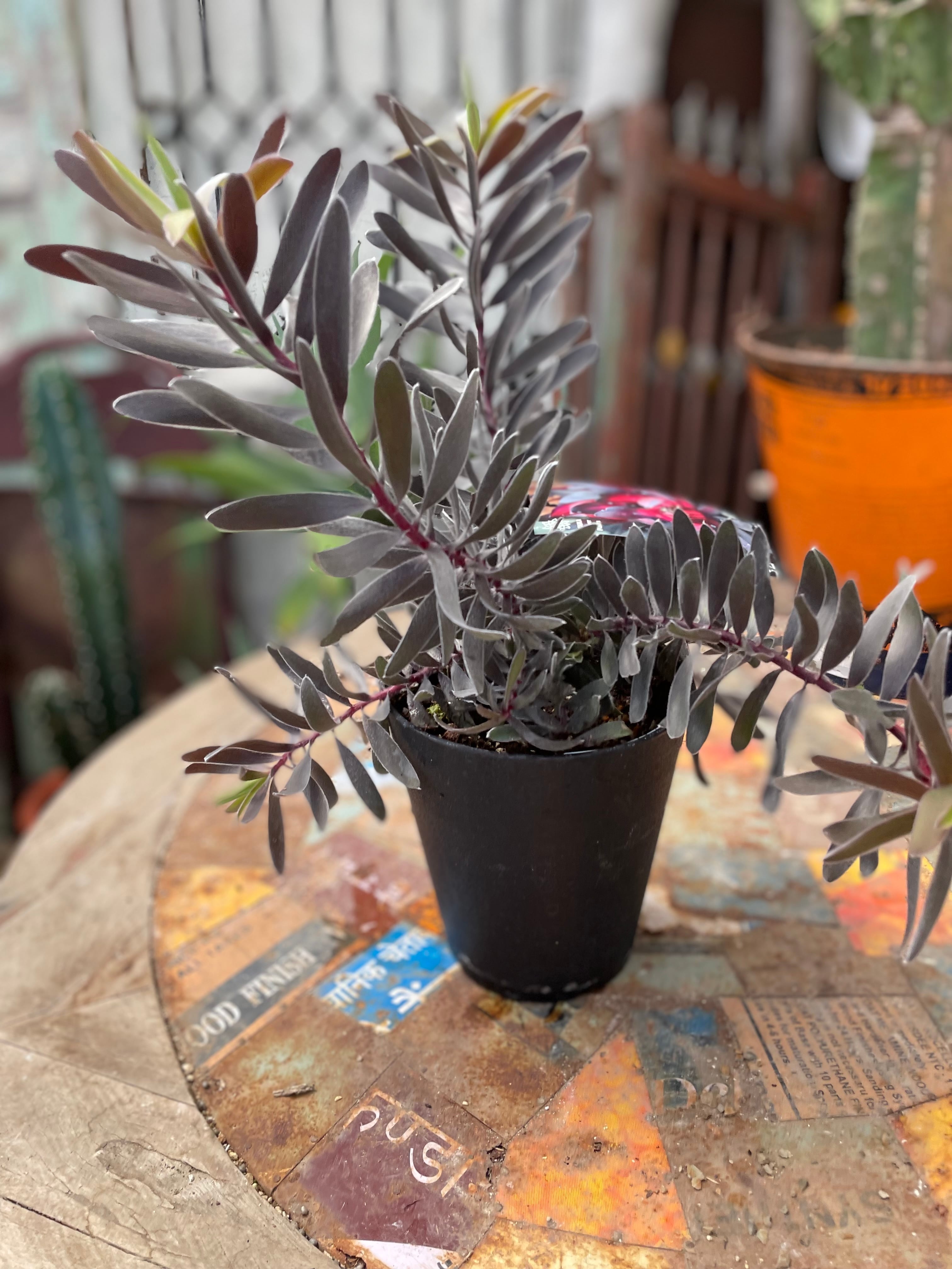 リューカデンドロン・デュリフ① | 沼ノ上農園