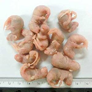 国産冷凍ピンクマウス M 10匹 | PROSPER INTERNATIONAL