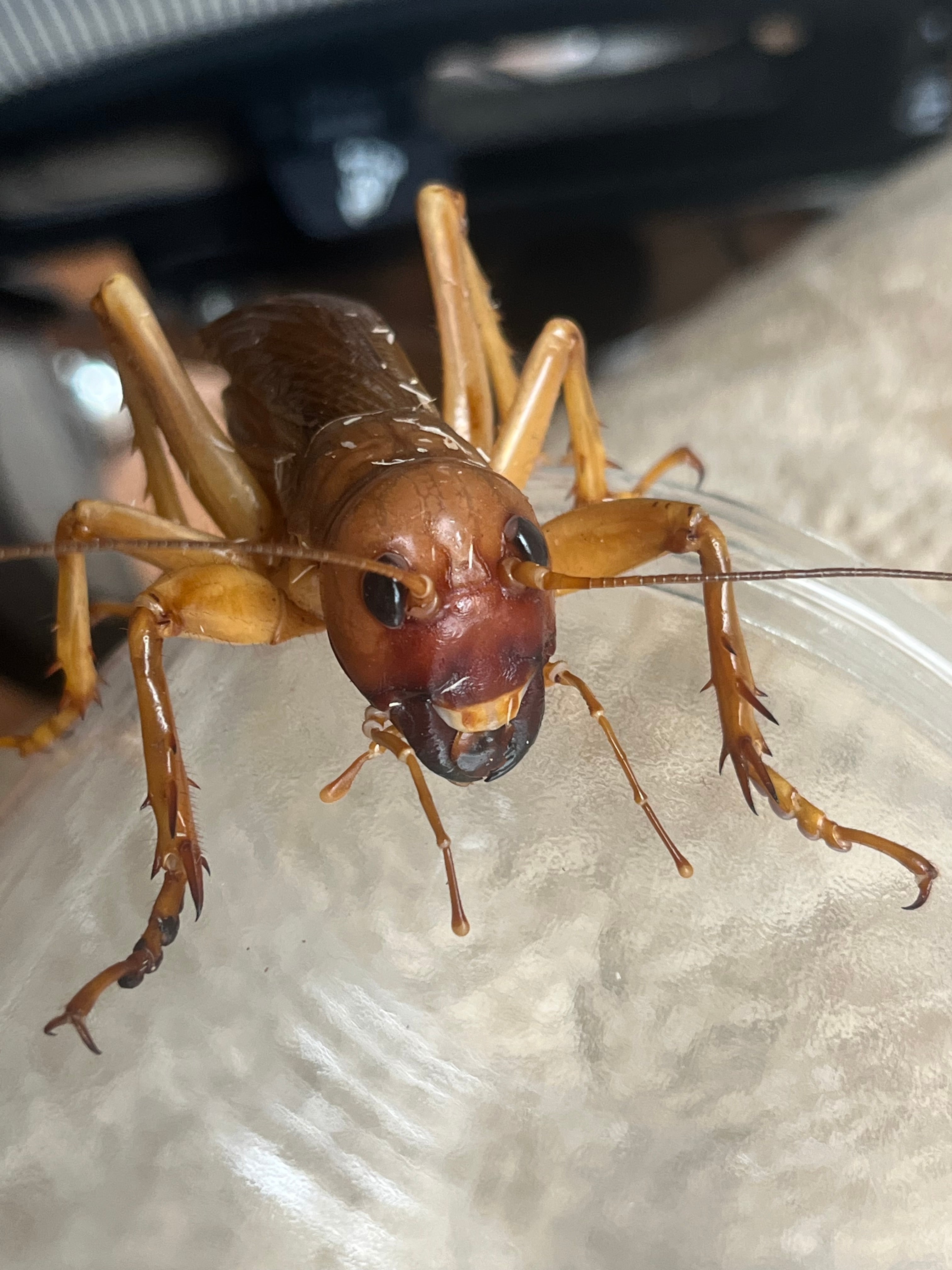 リオック Sia ferox | オモニキチュウ