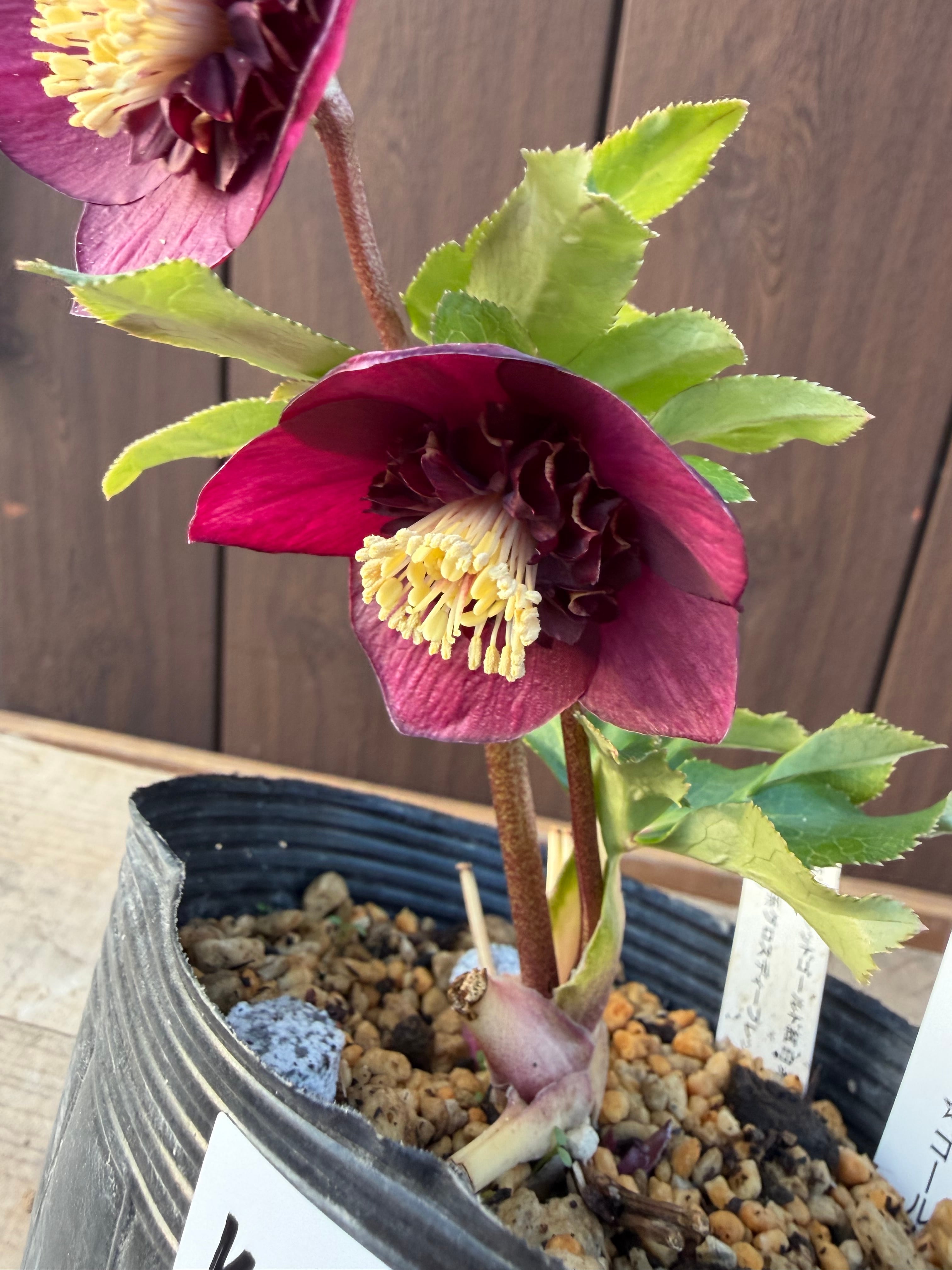 クリスマスローズ グロッシーレッド カップSd クリスマスローズ