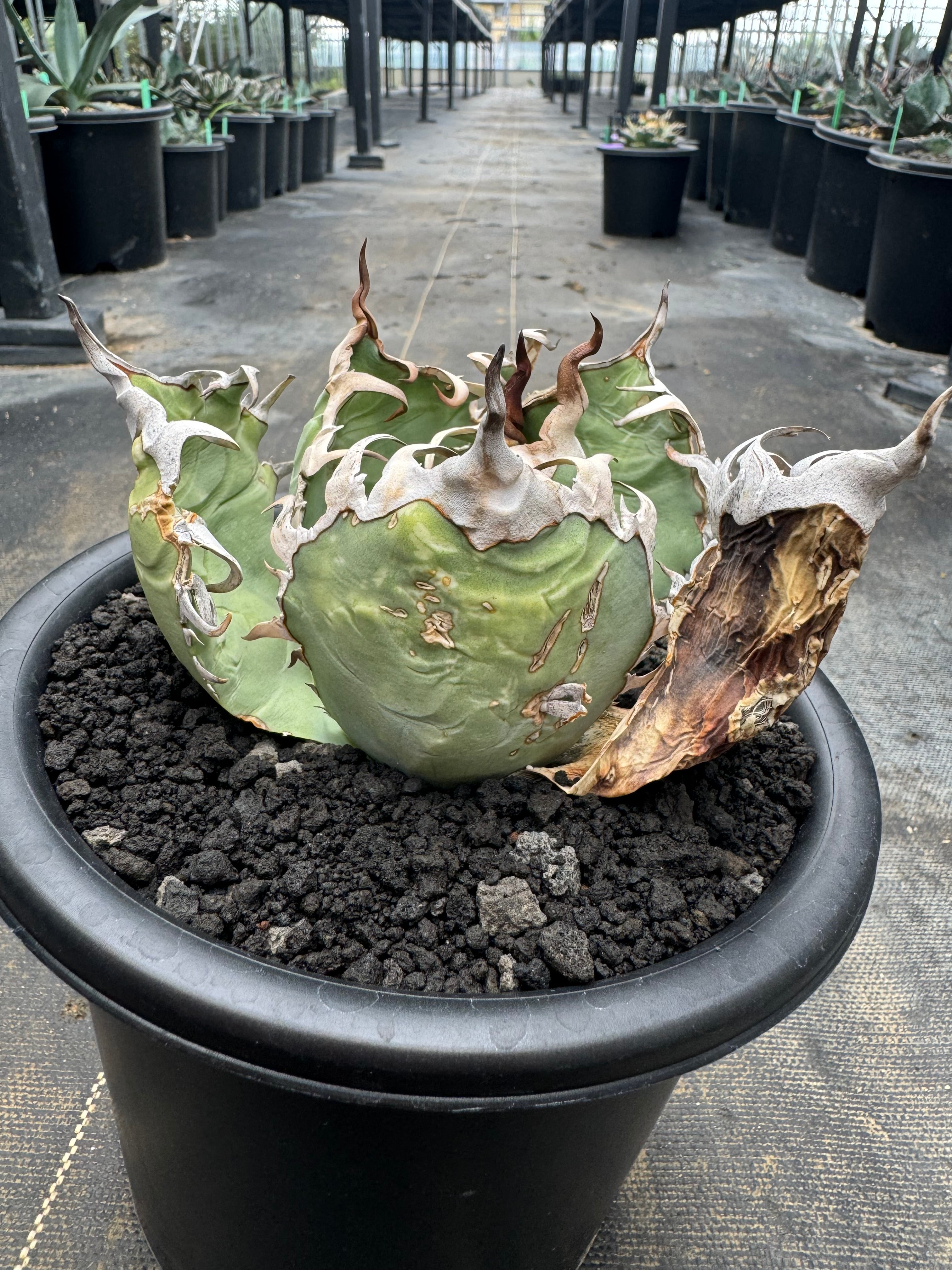 アガベ オテロイ実生 抜き苗発送 【公式通販】