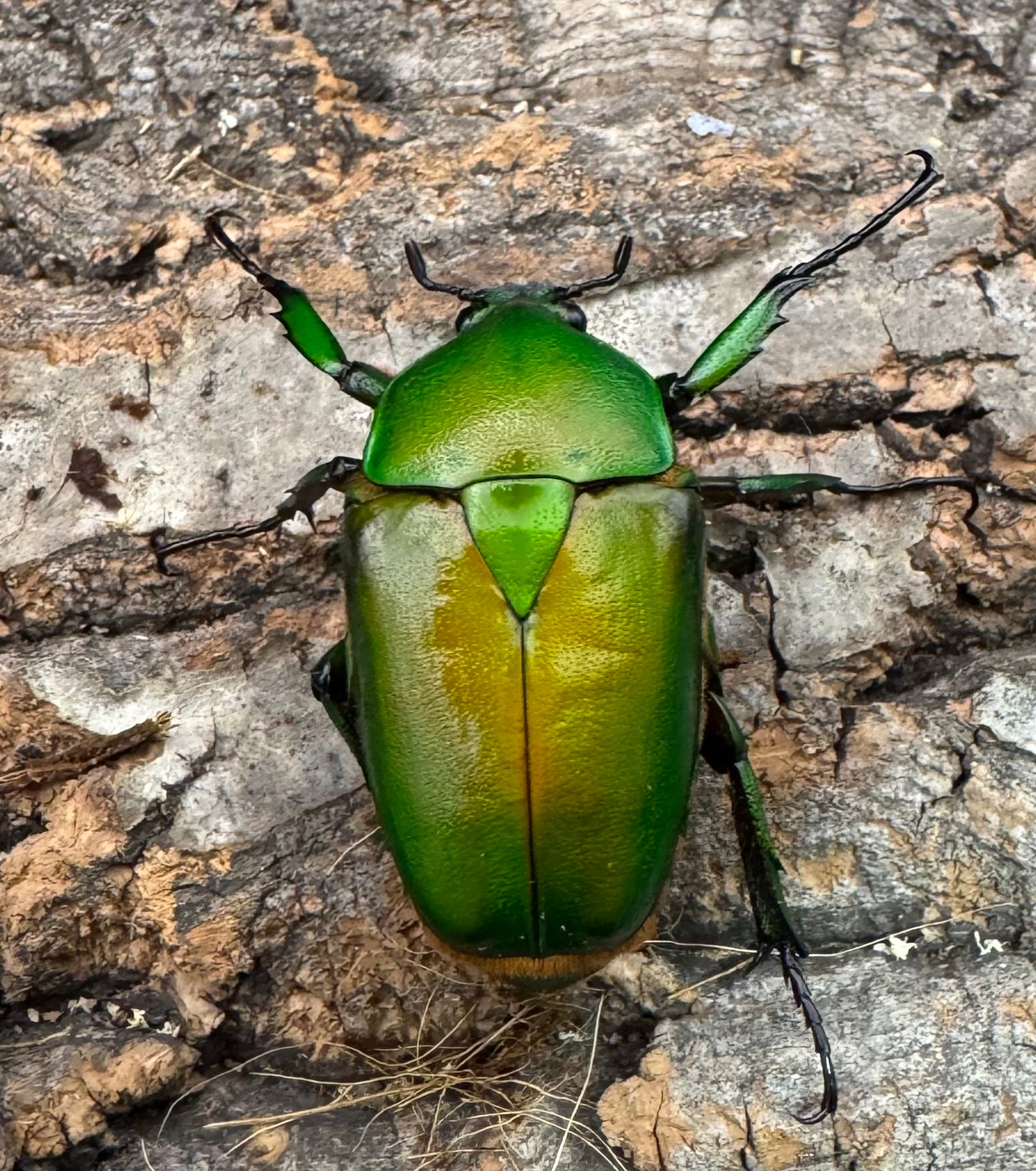 ミカンスオオツノカナブン 45mm ペア》 | KPW公式オンラインショップ