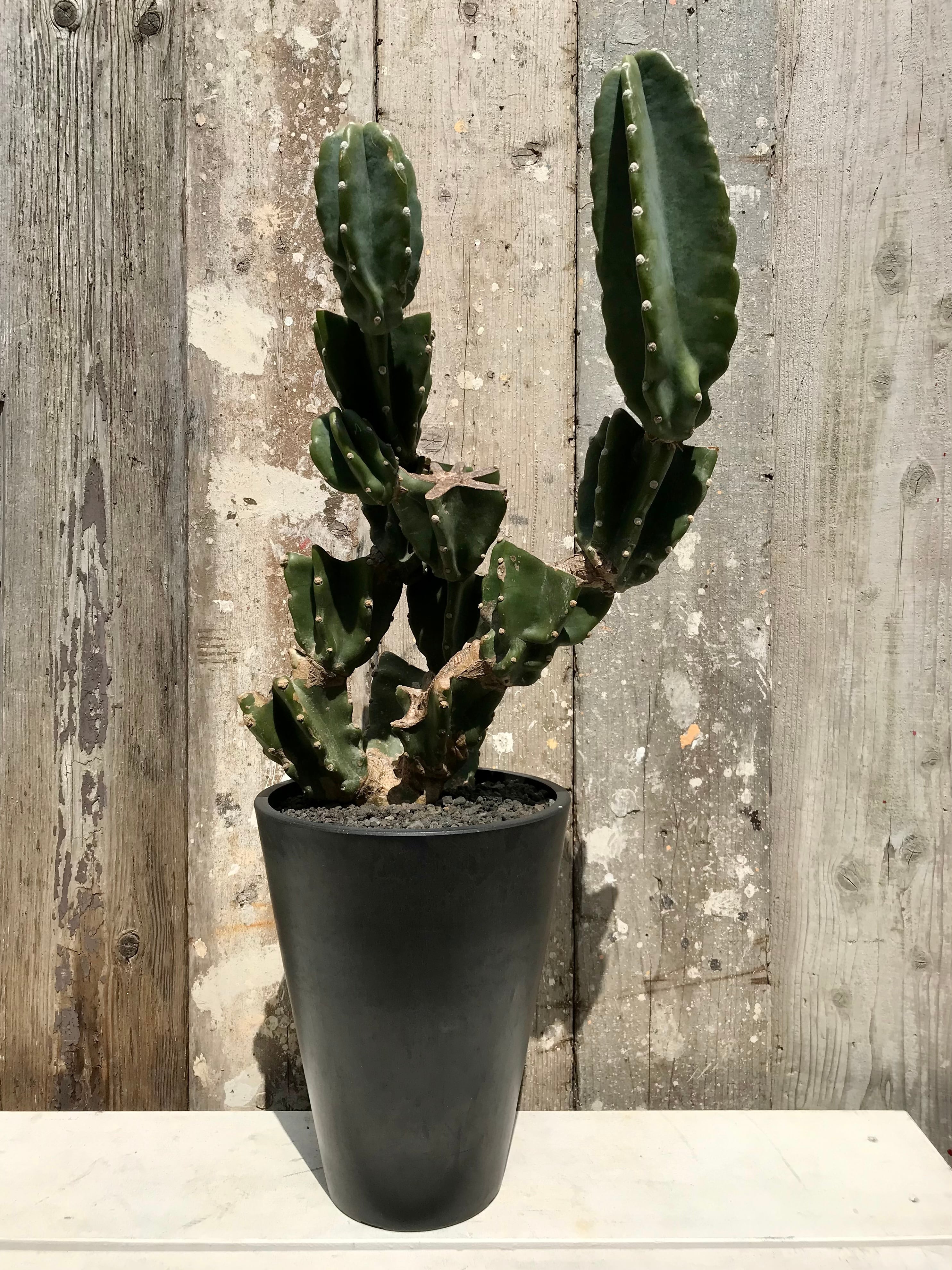 柱サボテン鬼面角×黒プラ鉢 / 柱サボテンブランチ | CLUTCH FURNITURE