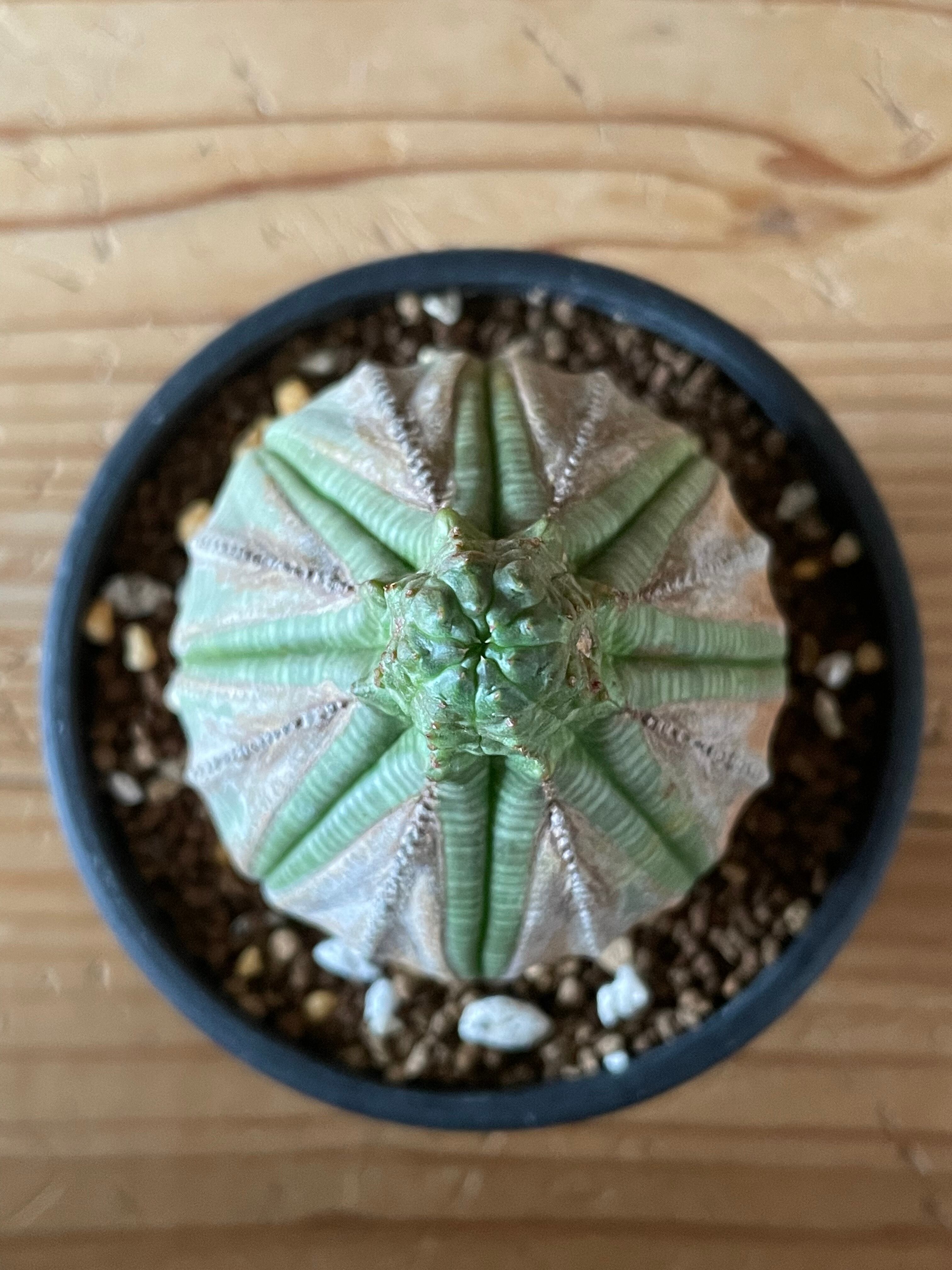 ユーフォルビア オベサ木質化③ | Lines BOTANICAL SHOP