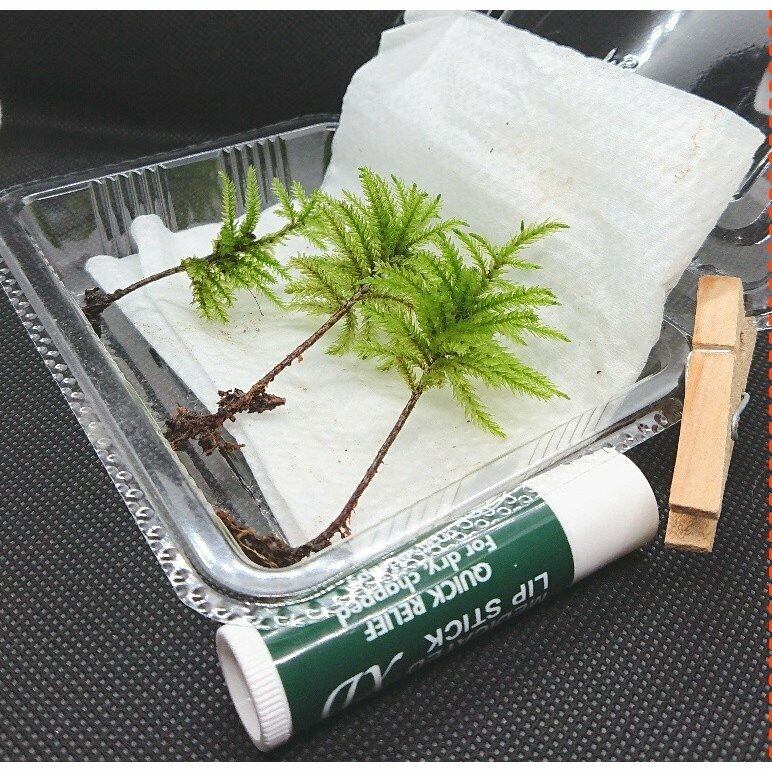 苔の王様！天然コウヤノマンネングサ3本！クリックポスト全国送料無料