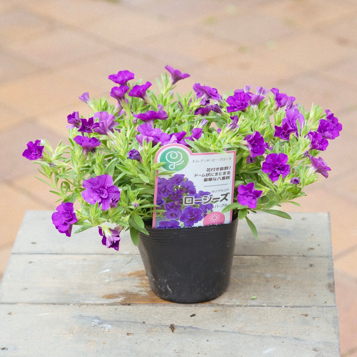 八重咲き カリブラコア ロージーズ パープル○花付き良 高橋一生さん