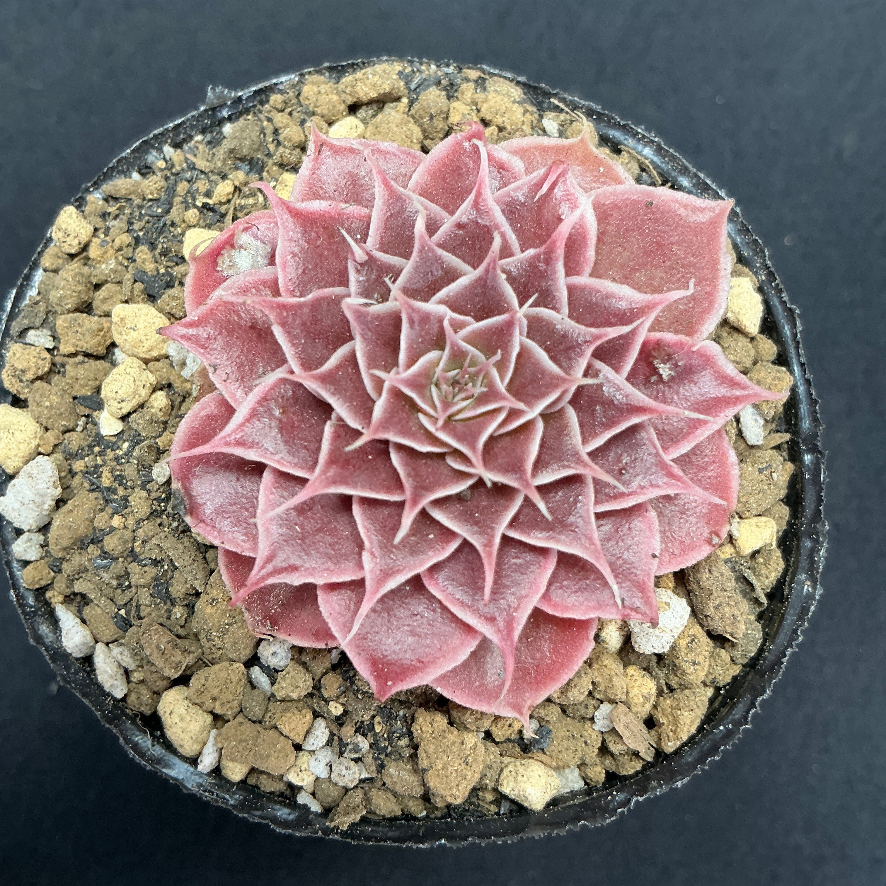 希少】アロカシア ワトソニアナ 斑入り ピンク オーレア 実生 激レア a