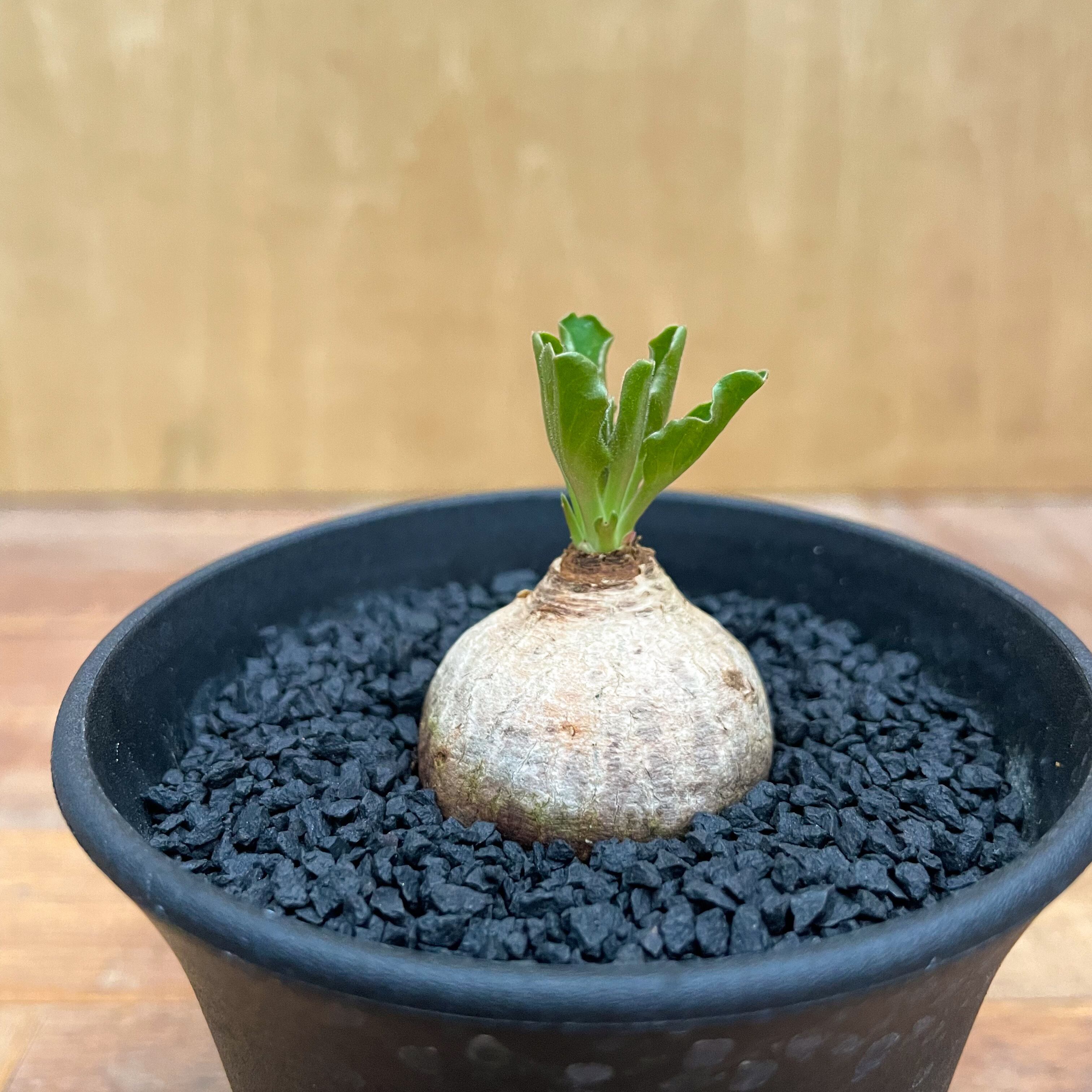 Euphorbia tuberosa 【ユーフォルビア・ツベローサ】 | RIMO'S GREEN