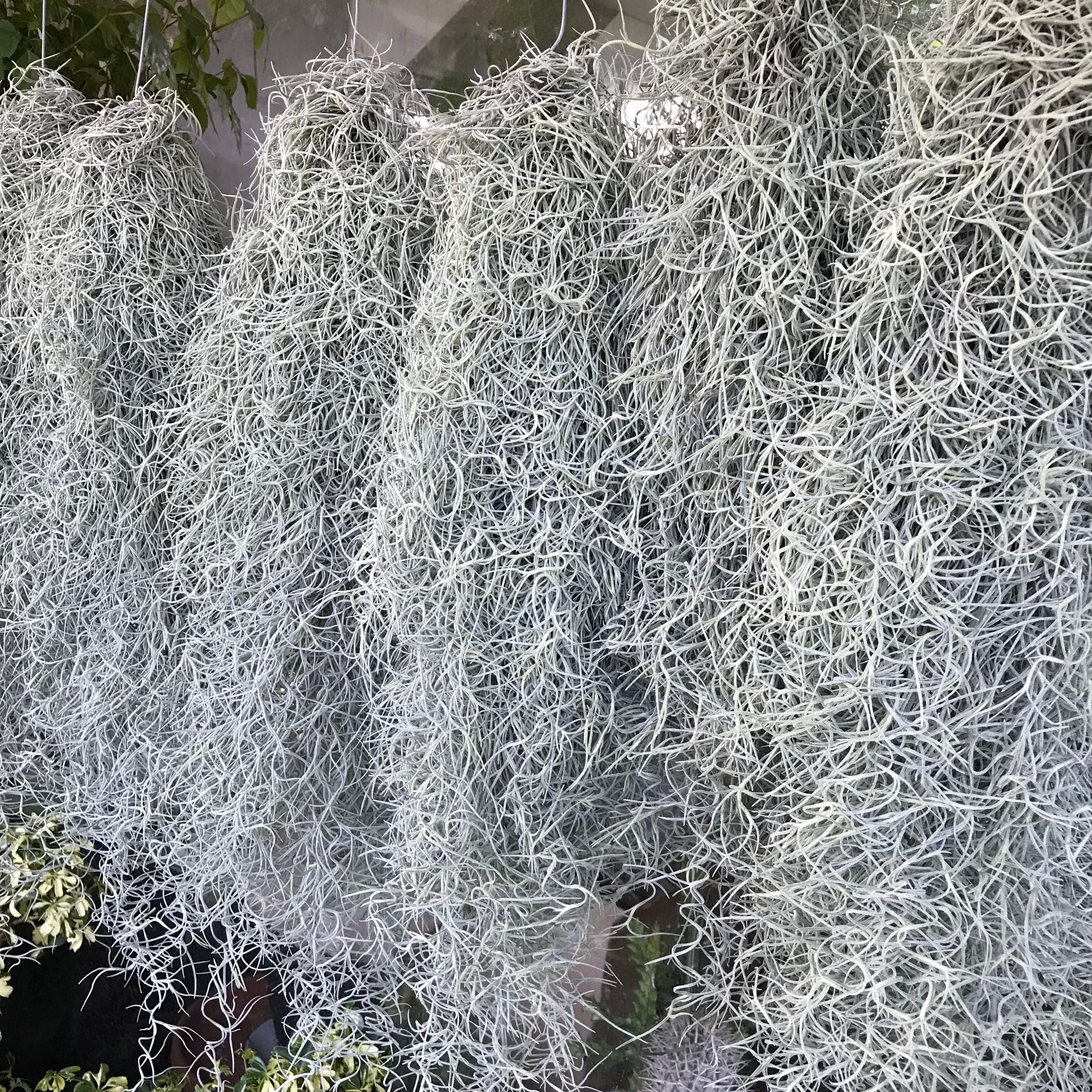 ボリュームあり チランジア エアープランツ ウスネオイデス