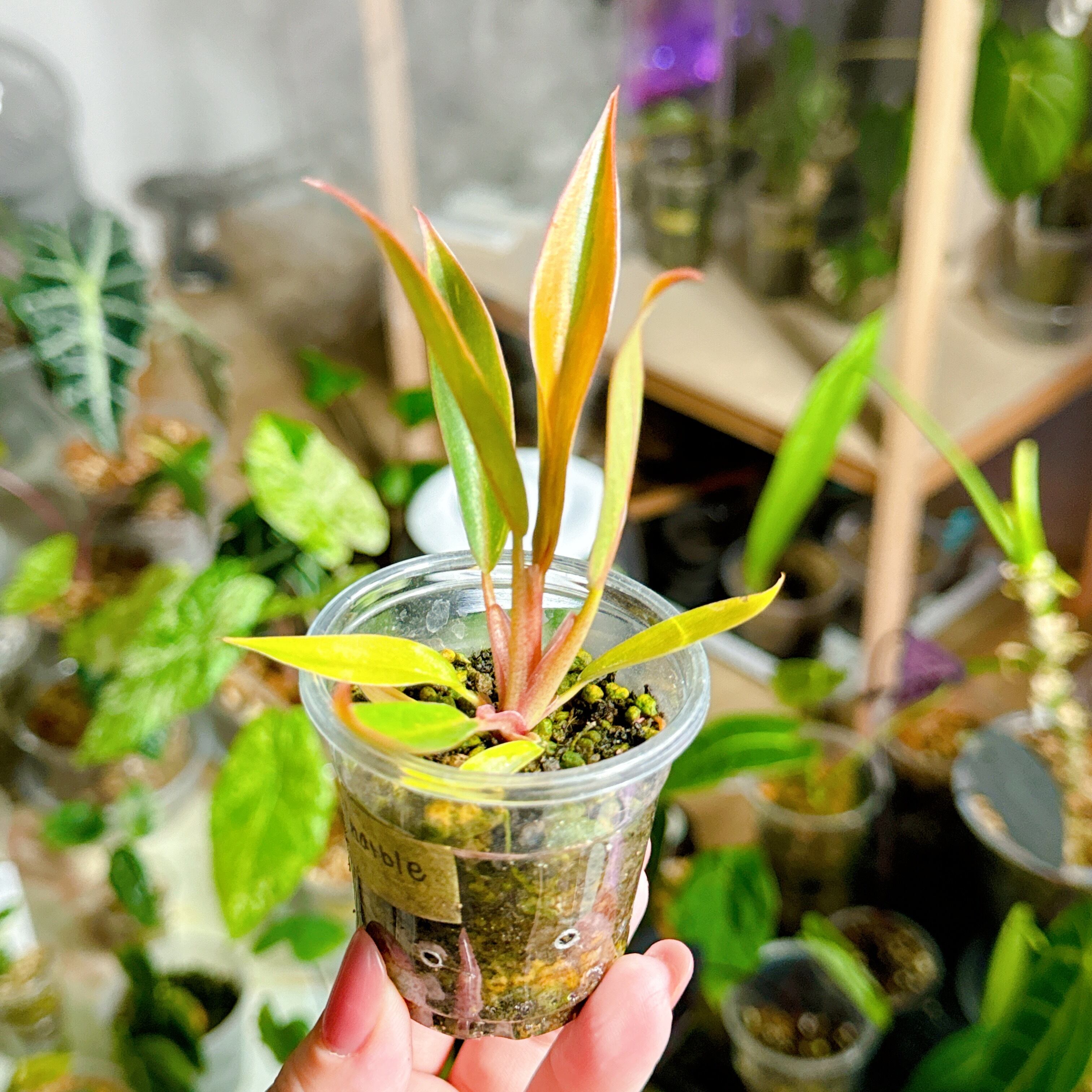 く*ま様 5 フィロデンドロン キャラメルマーブル 斑入り観葉植物 観葉