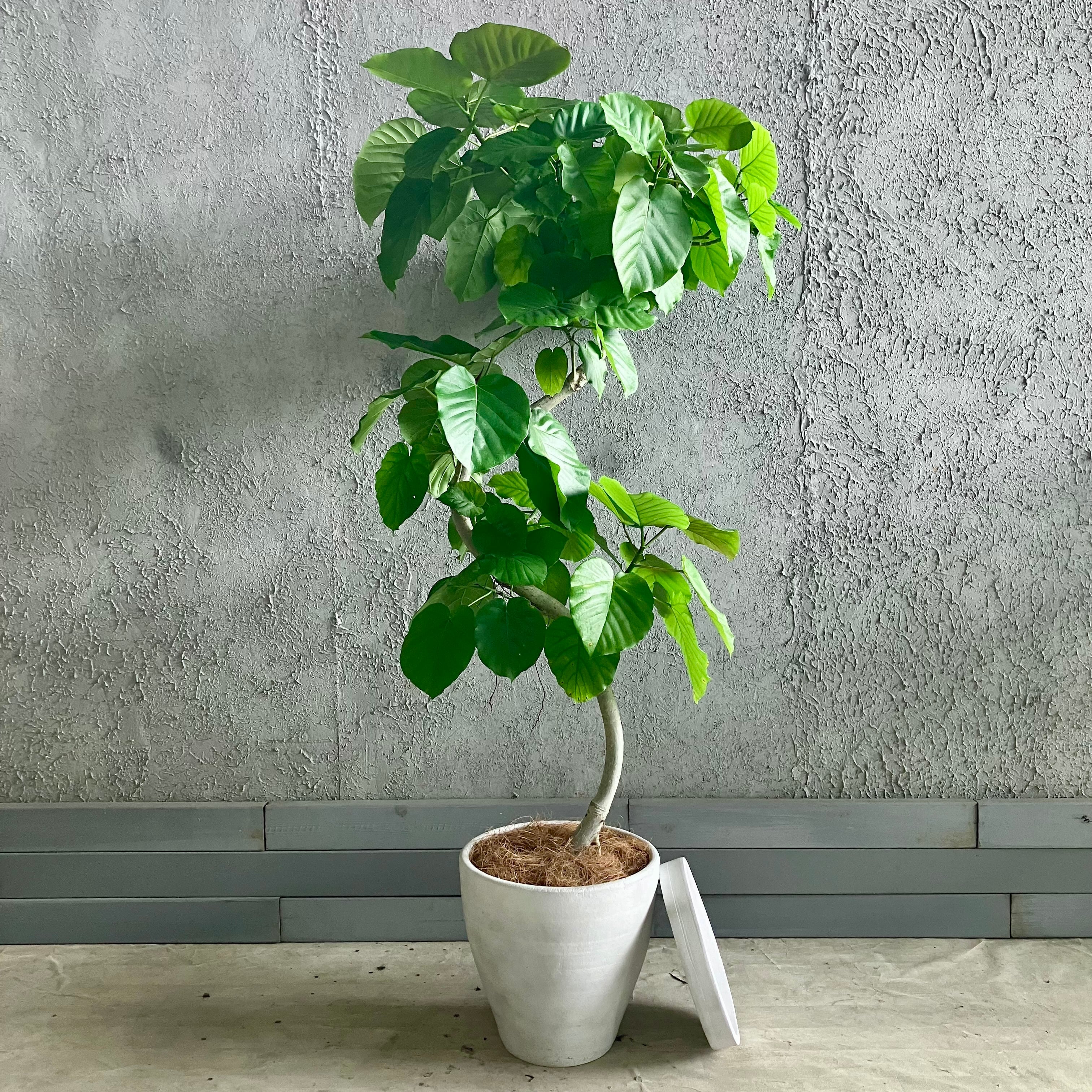 大型 美形 曲がり仕立て フィカス ウンベラータ テラコッタ鉢植え