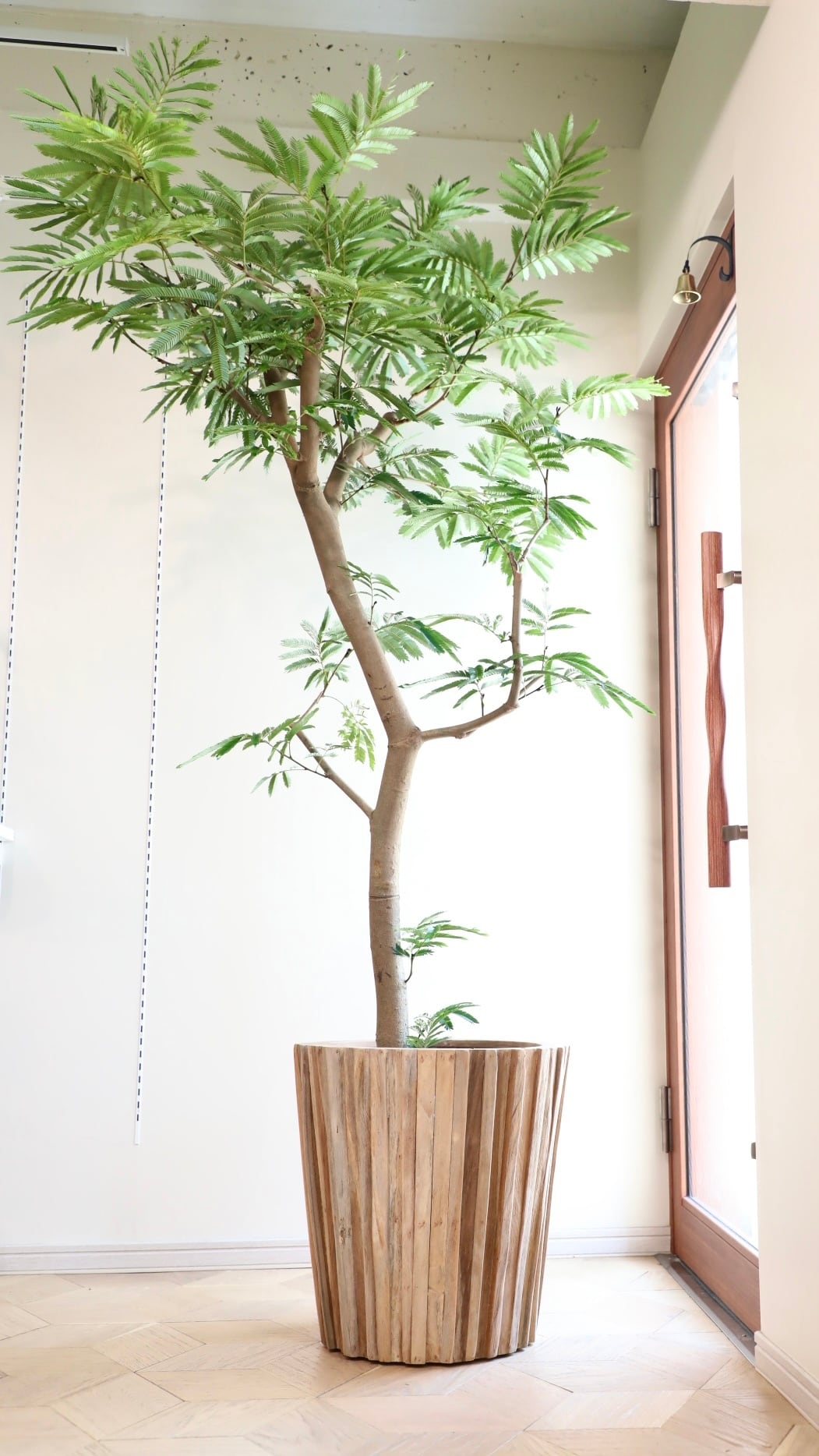 高級鉢カバー付き】大型エバーフレッシュ 観葉植物 引き取り可能