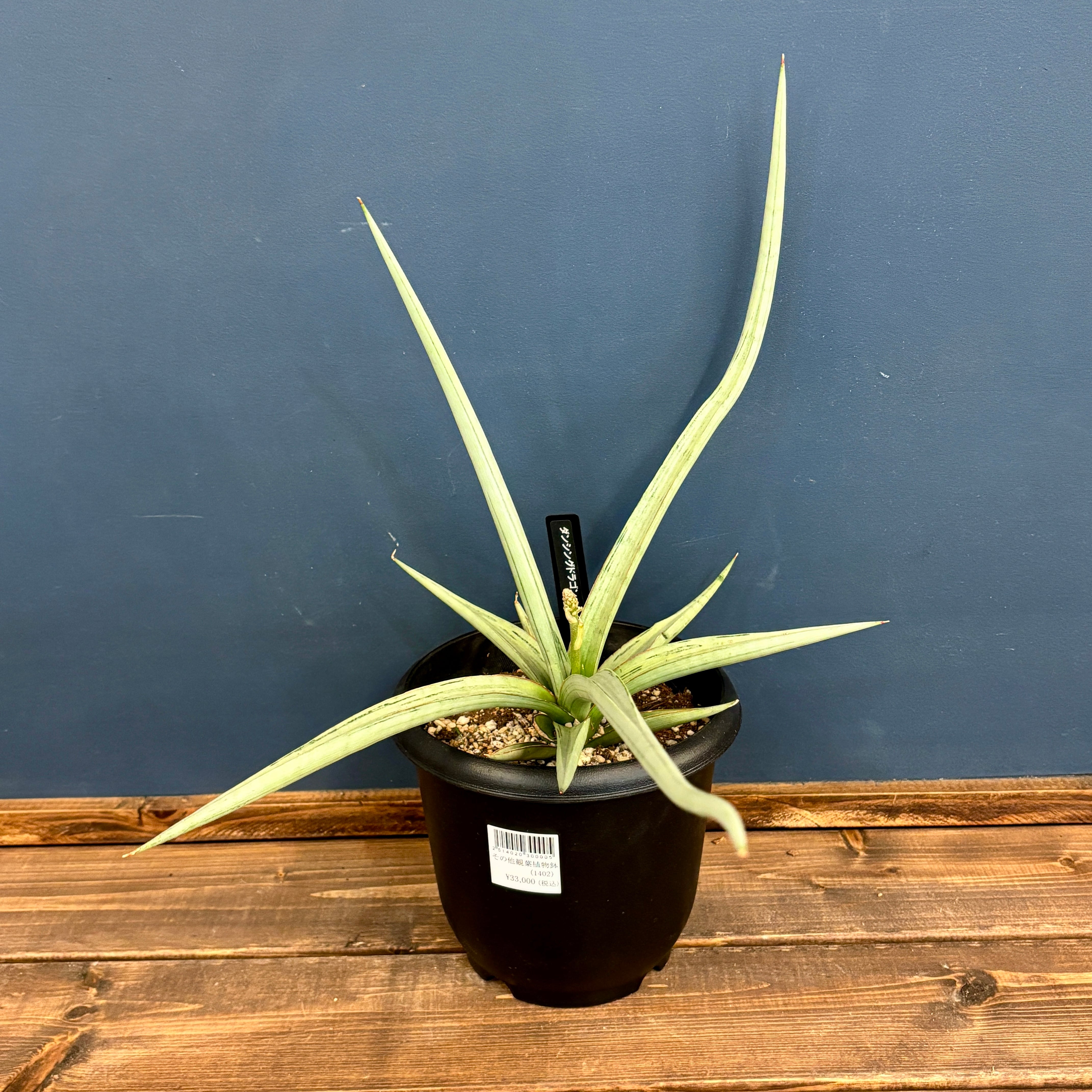 サンスベリア(サンセベリア) ダンシングドラゴン【55】 | PROTOLEAF