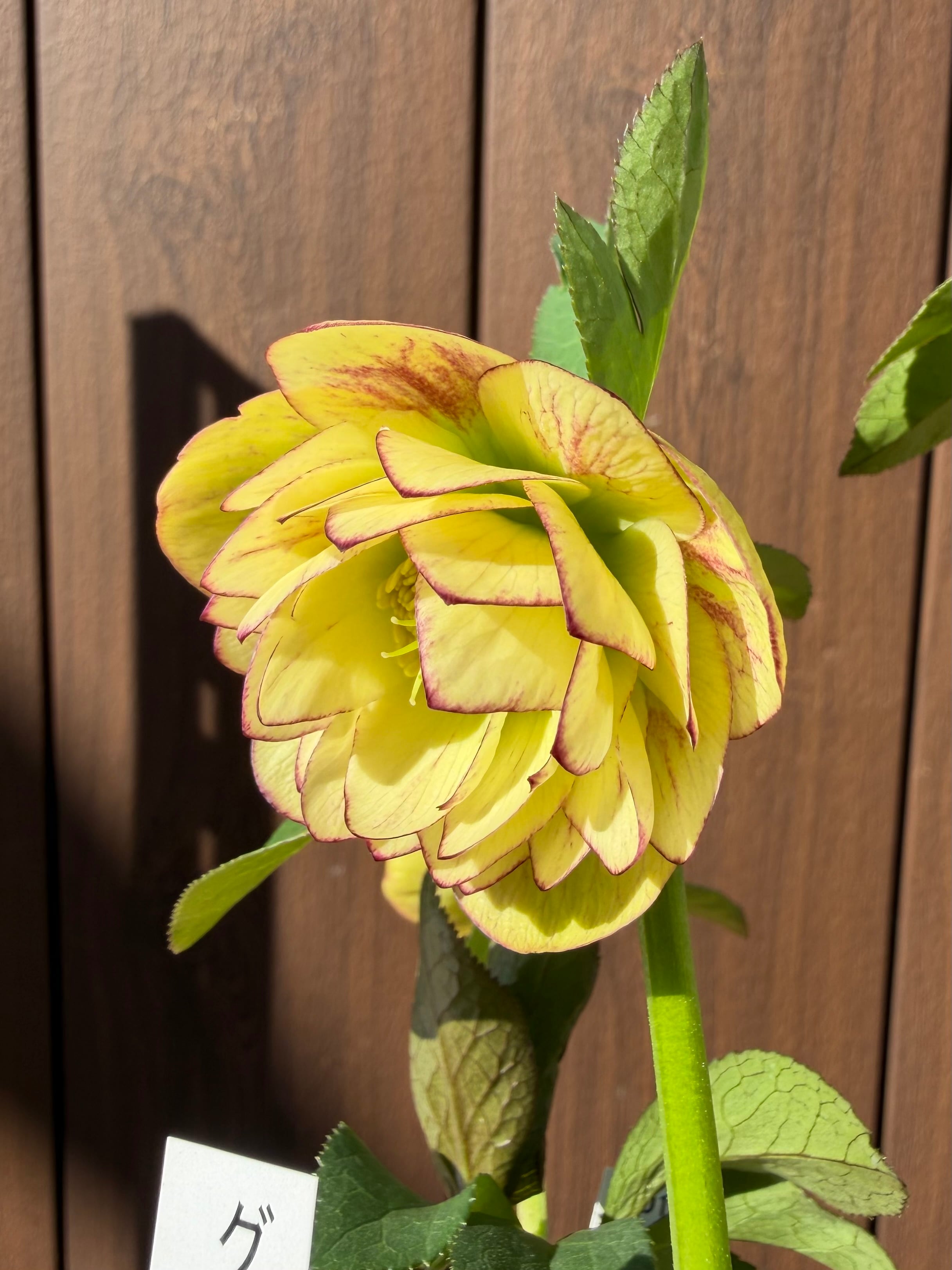 グロッシーカラー☆イエロープリマ系 加藤農園 クリスマスローズ