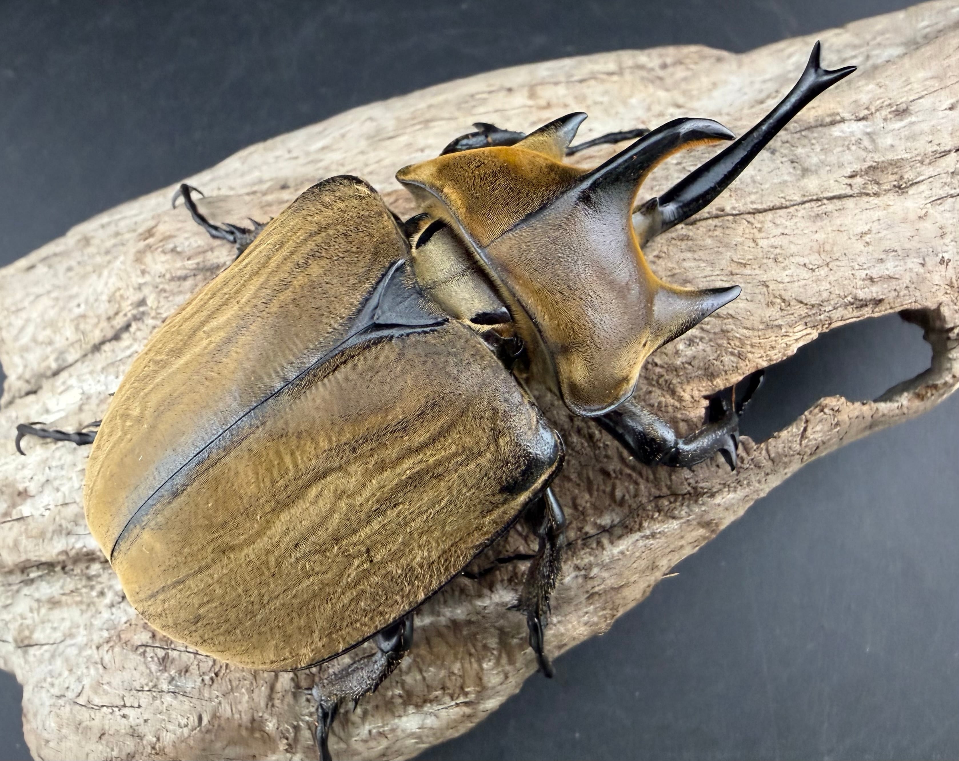 ギアスゾウカブト亜種プランディ 98mm ペア》 | KPW公式オンラインショップ