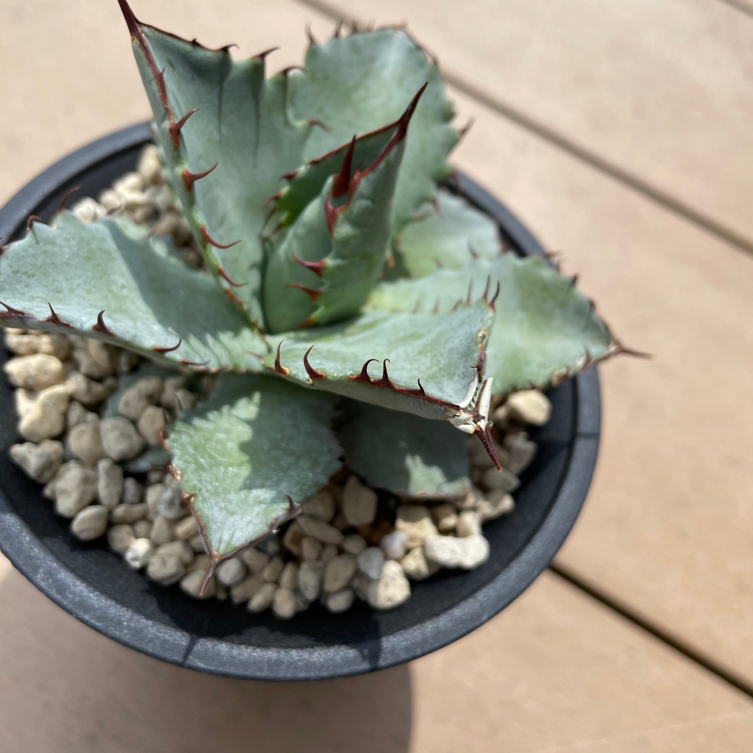 e43f9286600809059a8a0160fe8df4