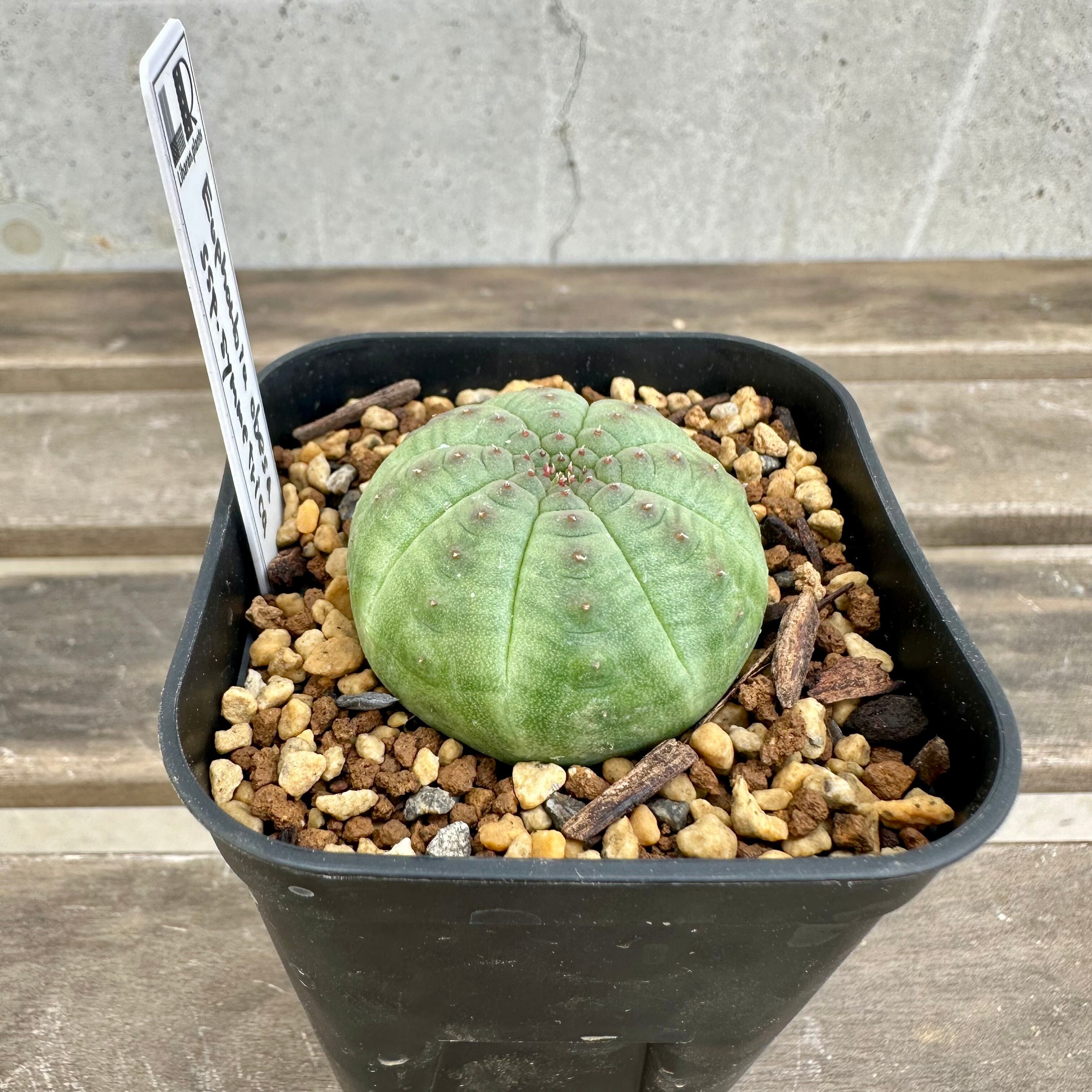 ハ*オ様 ④ ユーフォルビア シンメトリカ 実生 増稜 ハ*オ様 ④