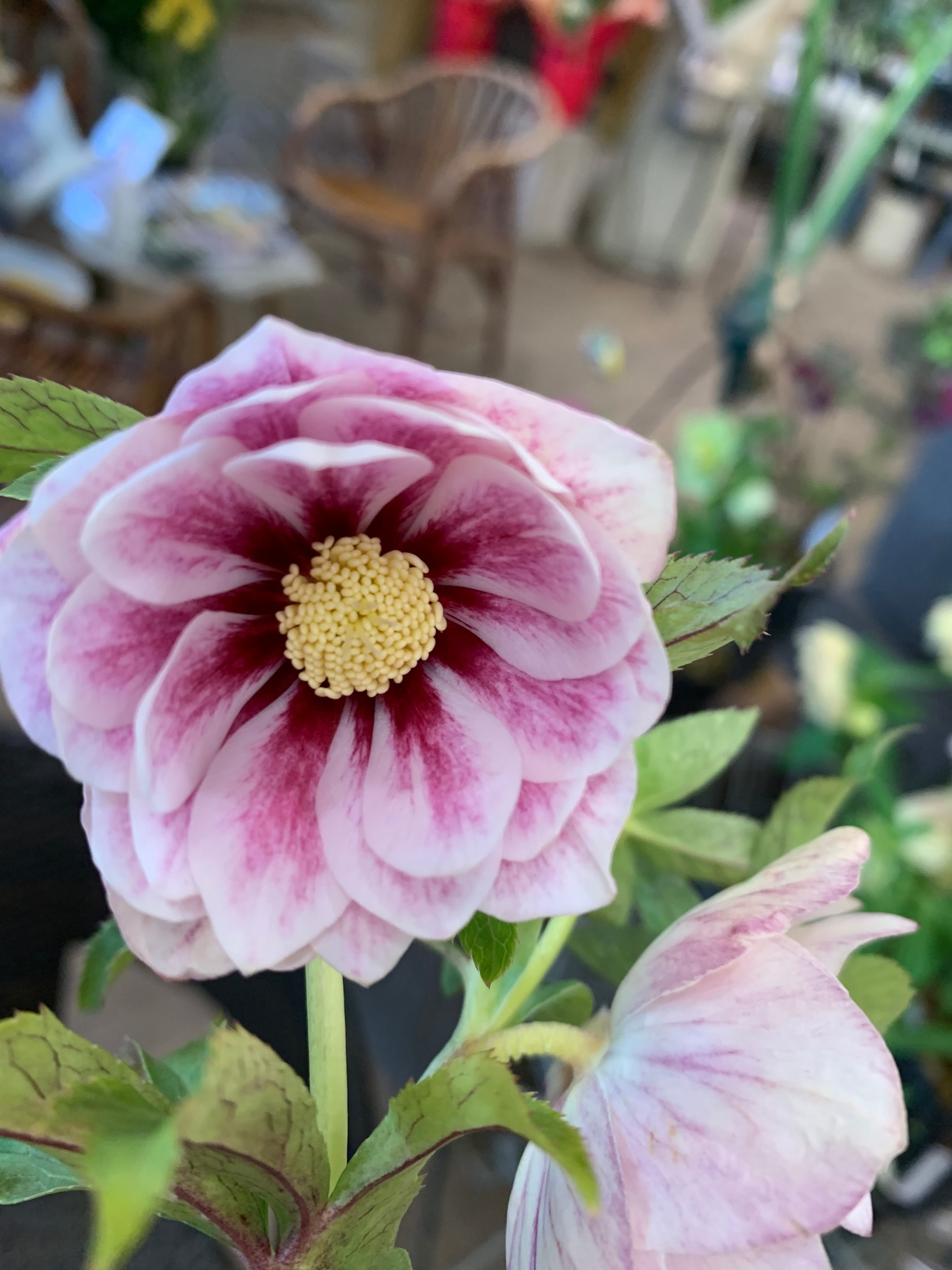 希少‼️②加藤農園さんのクリスマスローズ プリマヴェーラ ホワイト