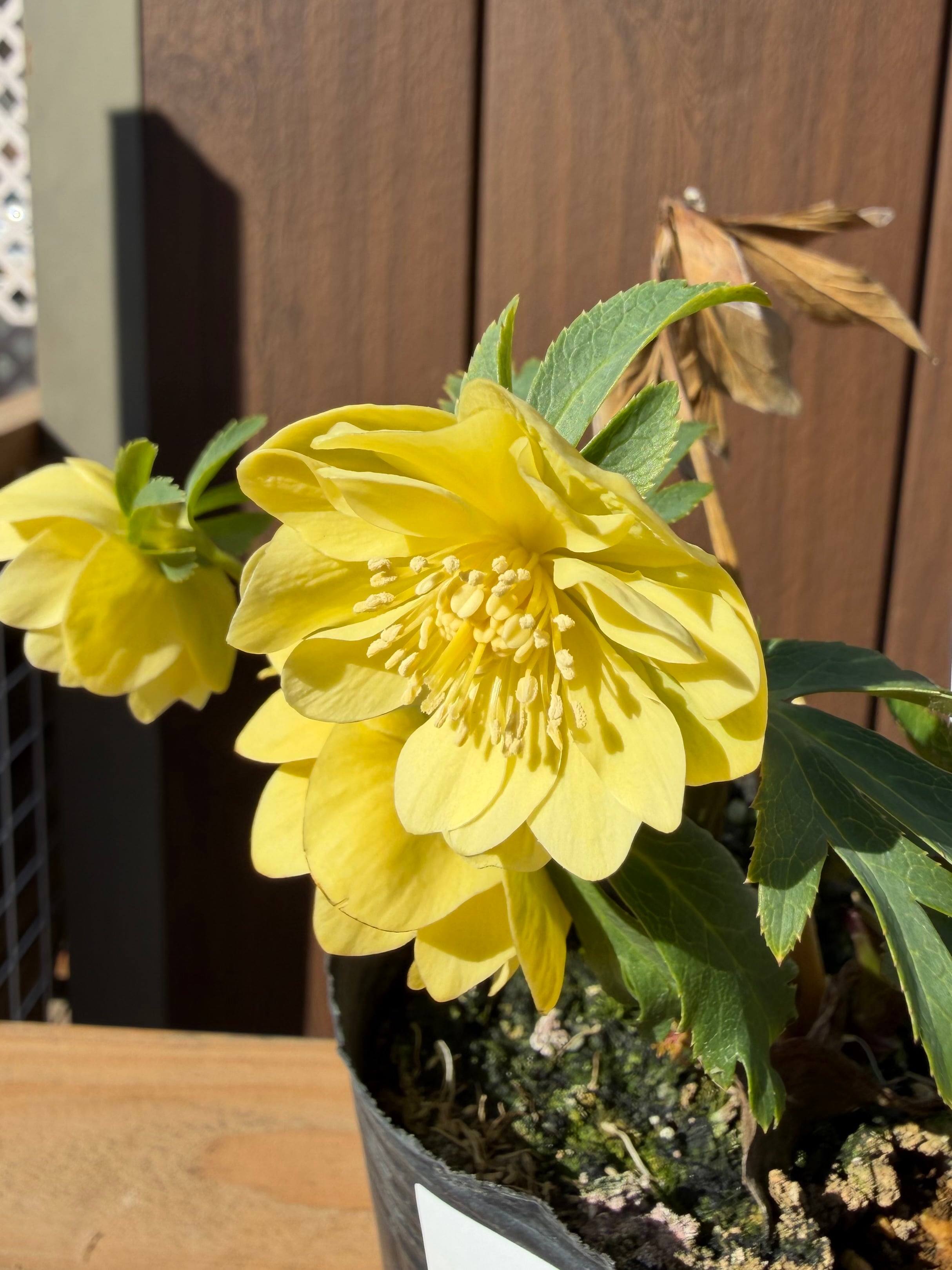 デュメ系ゴールド ※蕾無し特価 大木ナーサリー クリスマスローズ【Og21