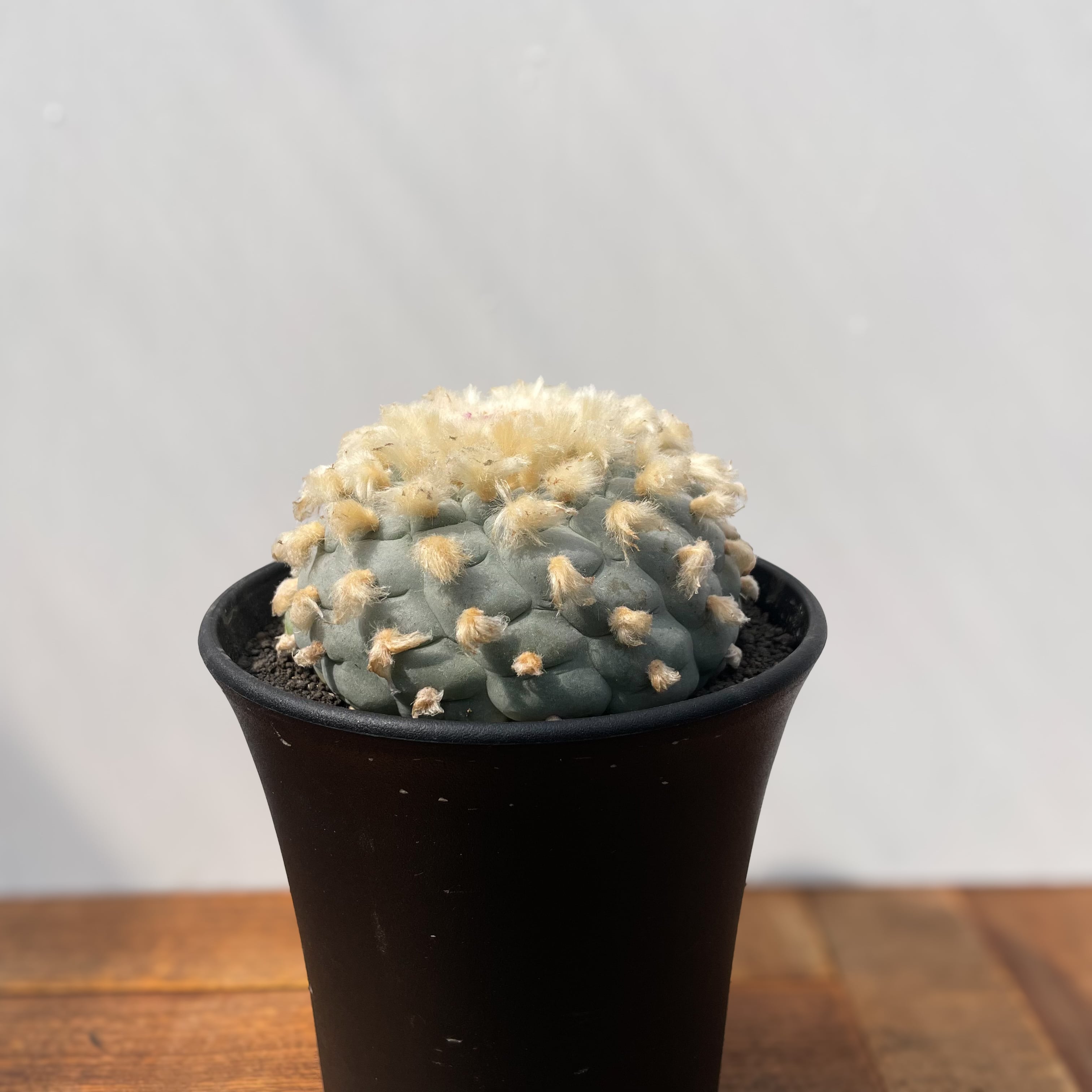 Lophophora 銀冠玉【ロフォフォラ・実生】 | RIMO'S GREEN 【Saboten