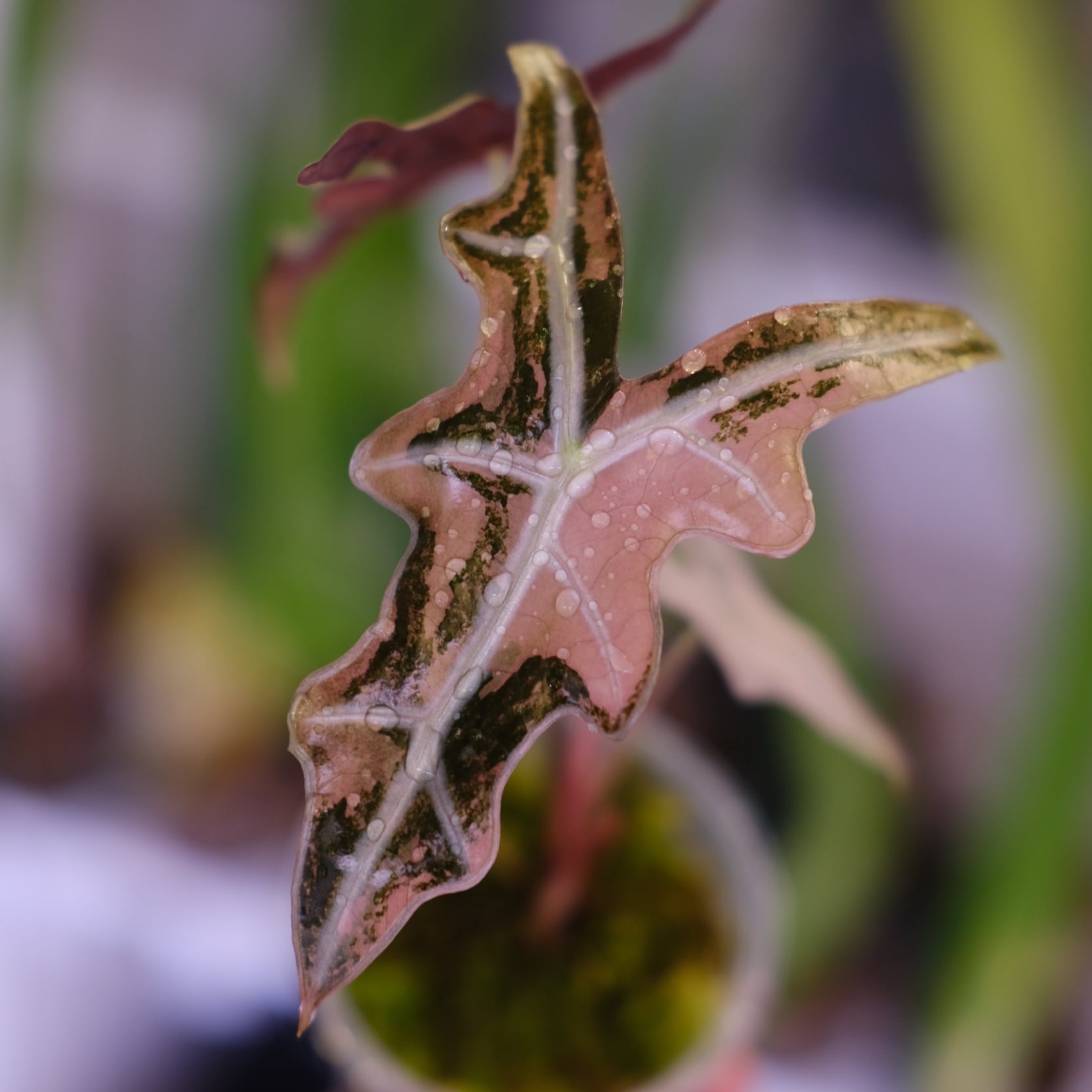 Alocasia Nobillis Pink 