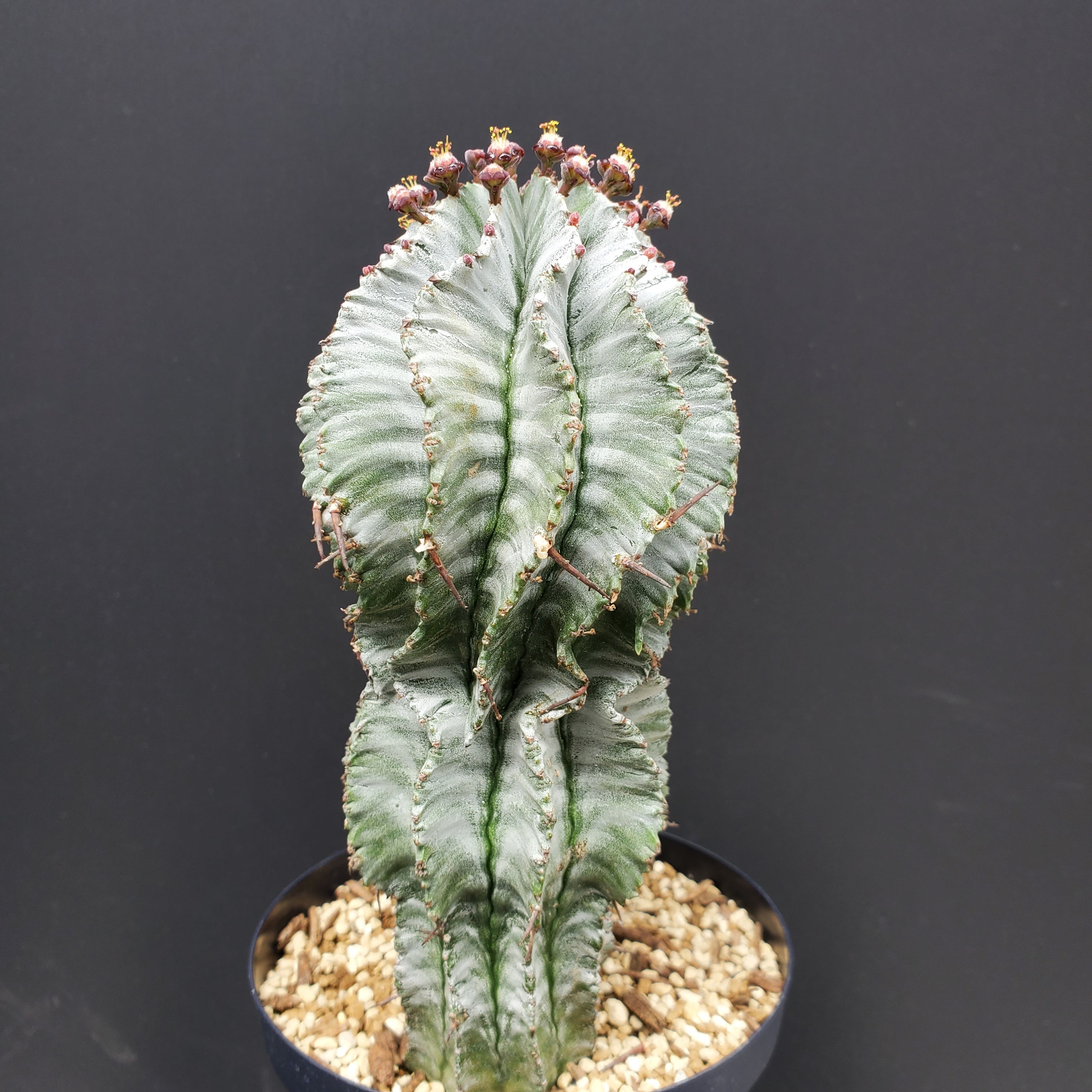 ゼブラタイプ】 Euphorbia horrida ユーフォルビア ホリダ