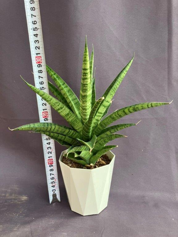 サンセベリア【パゴダ】 | 日本ライン花木センター