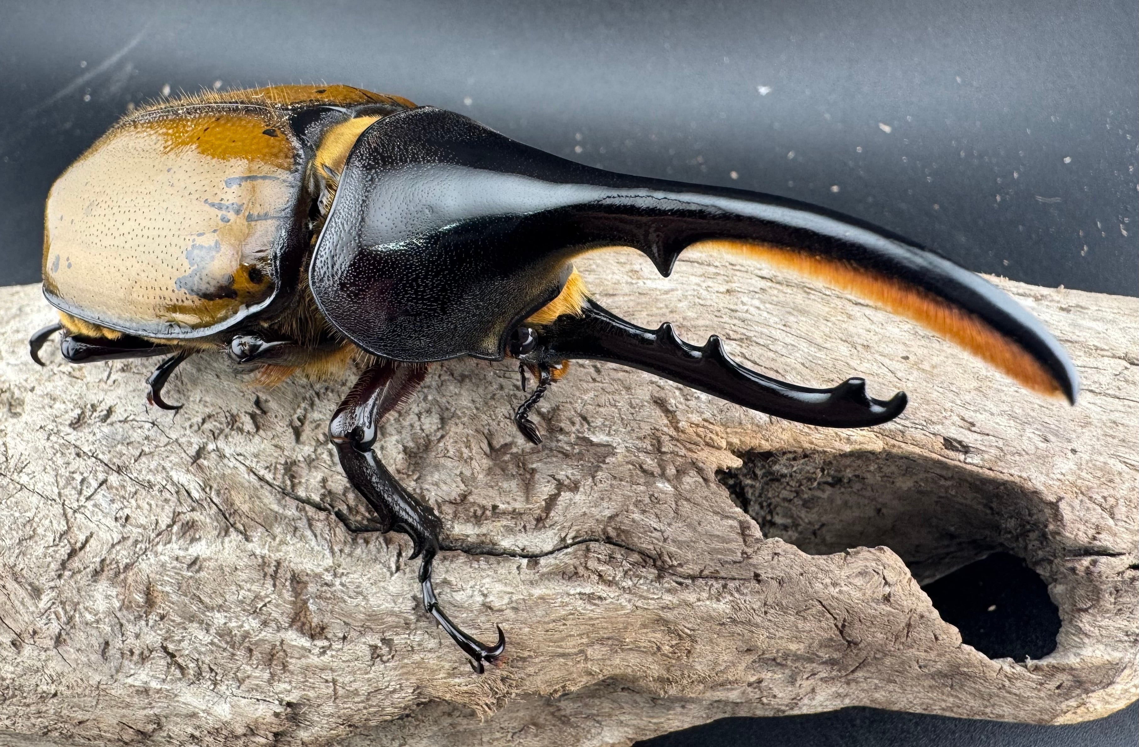 ヘラクレス・モリシマイ 煌血統/煌血統アウトライン 100mm ペア