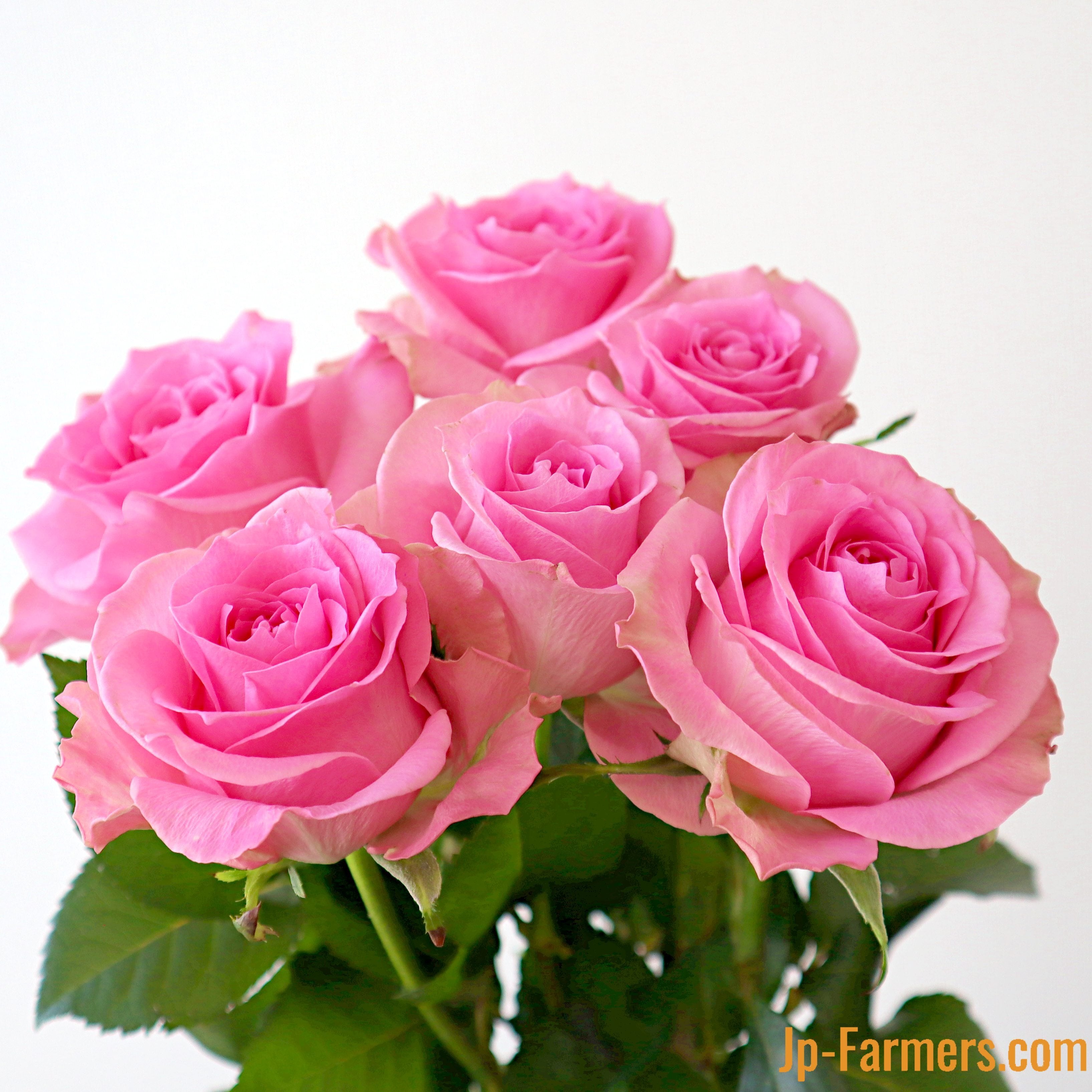 神田ばら園 10本 ☆バラ品種名：ブロッサムピンク | 新鮮お花問屋 Jp