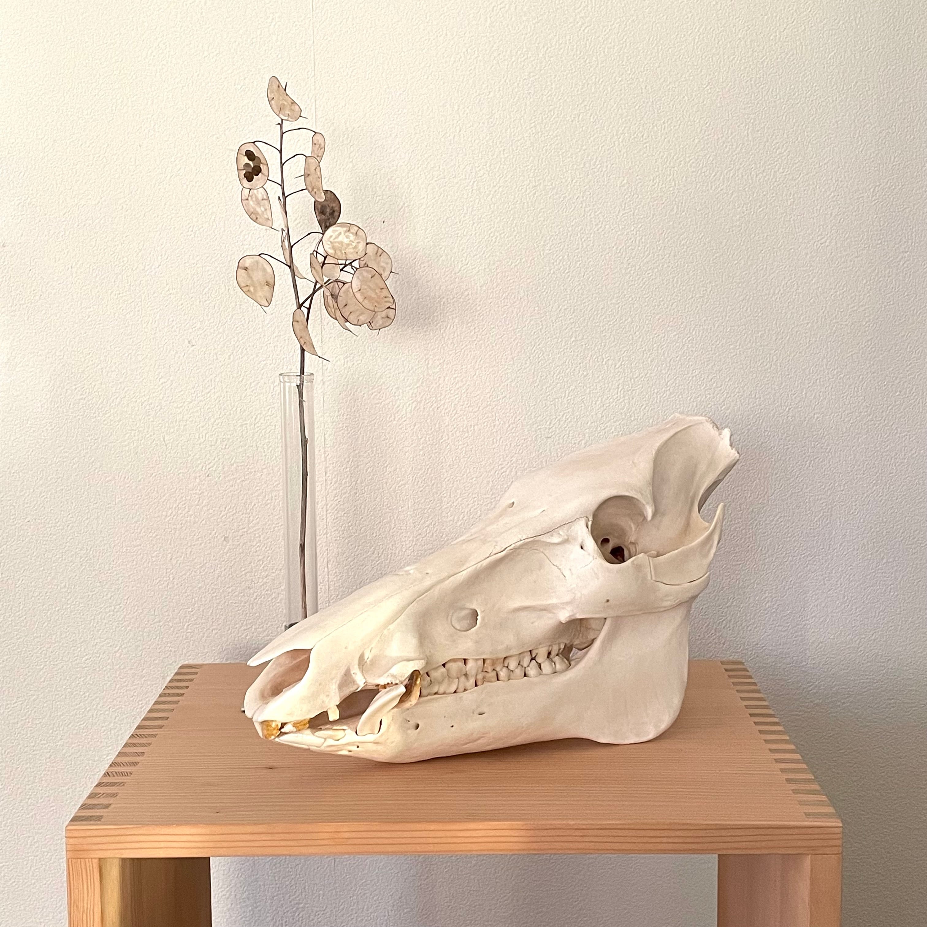 イノシシ 頭骨 標本 牙 | 地球屋